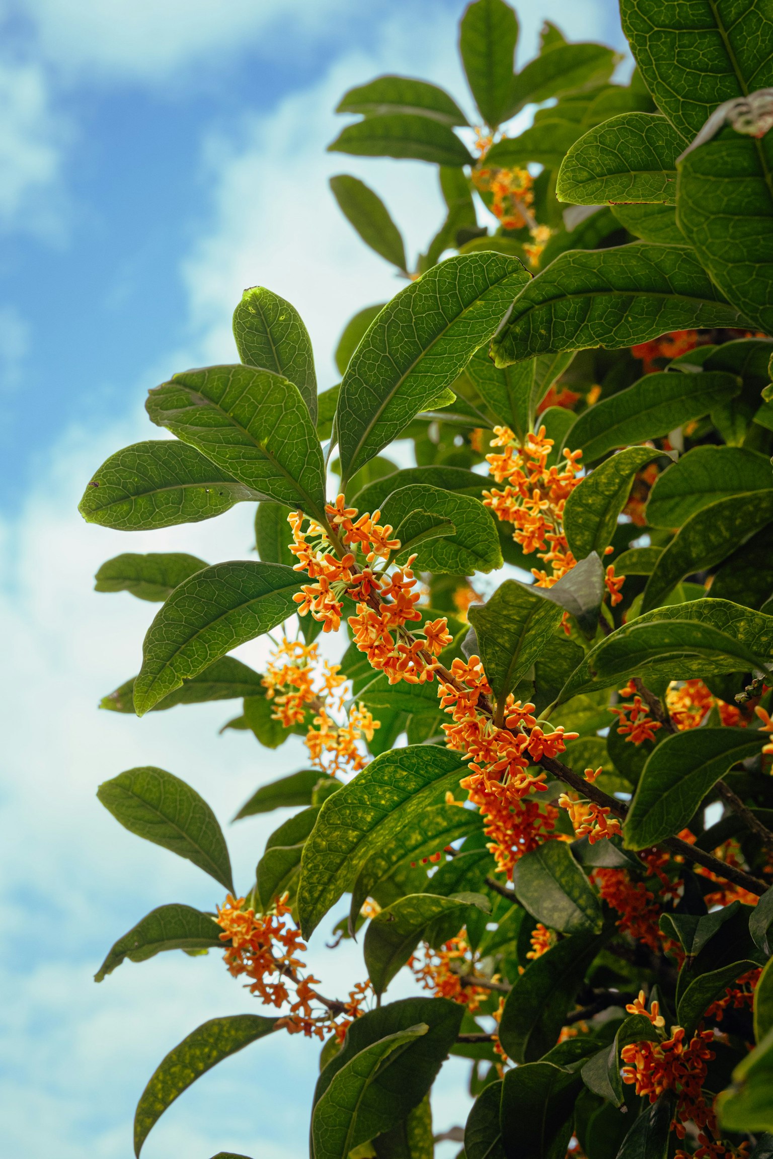 Fiori di osmanthus dolce che fioriscono sotto un cielo blu con foglie verdi