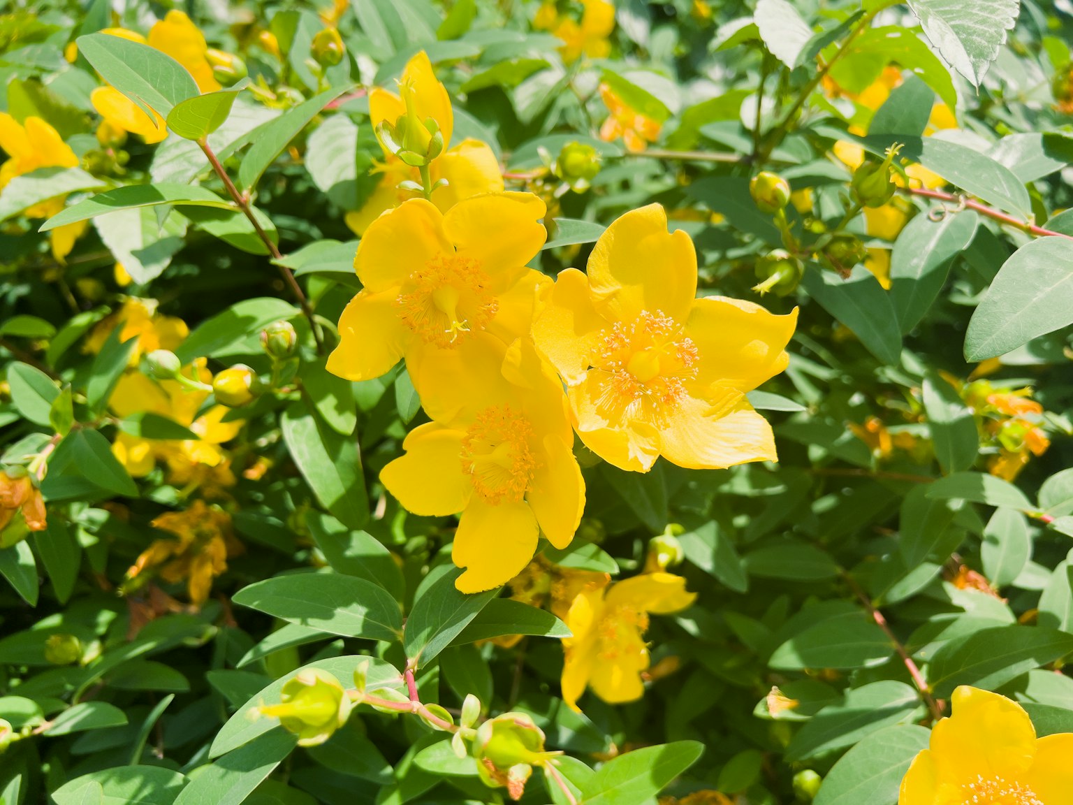 Gros plan de fleurs jaunes vives sur un buisson vert