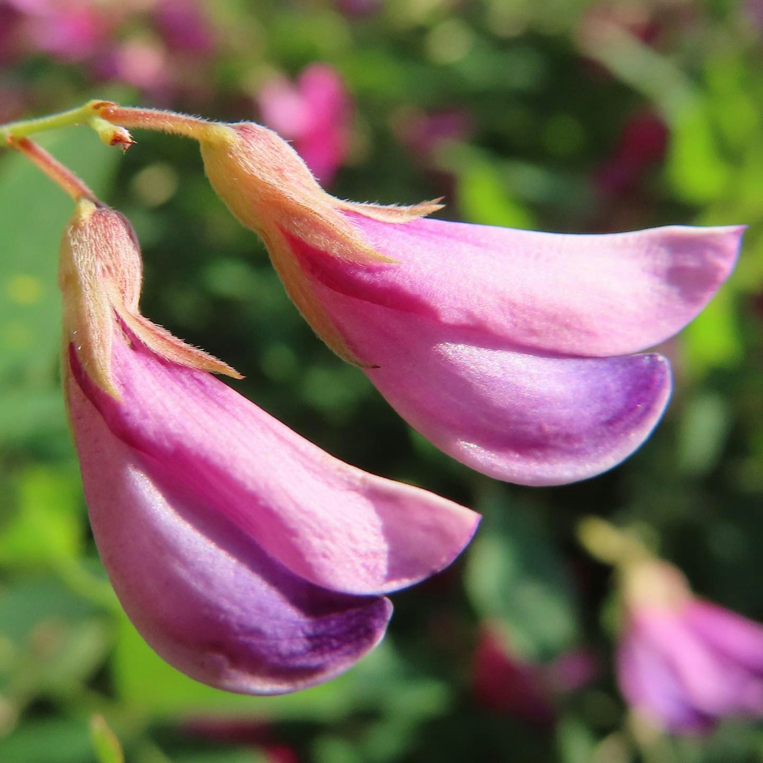 Nahaufnahme von lebhaften lila Blumen mit zarten Blütenblättern