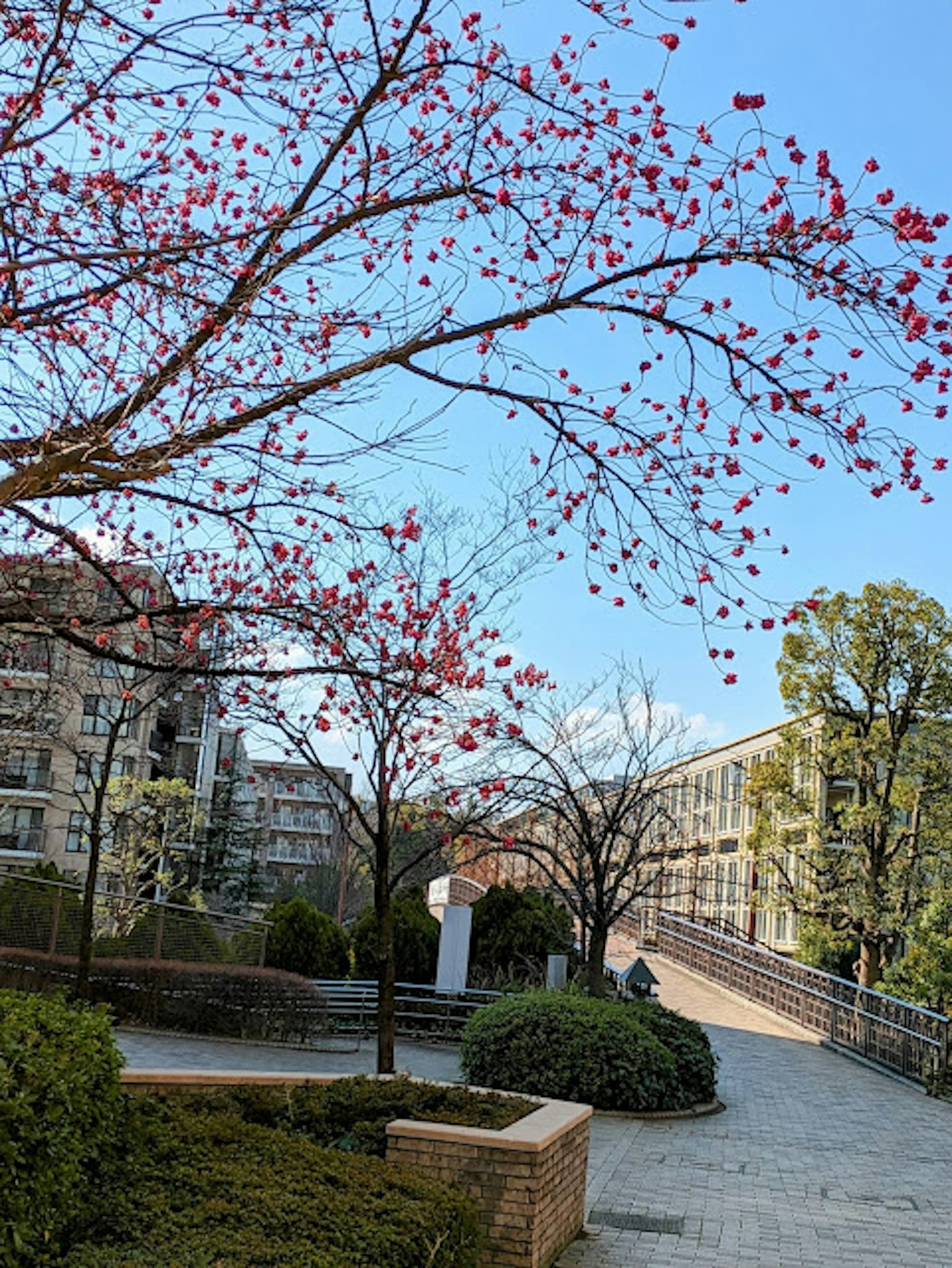 蓝天下盛开的樱花树和背景建筑