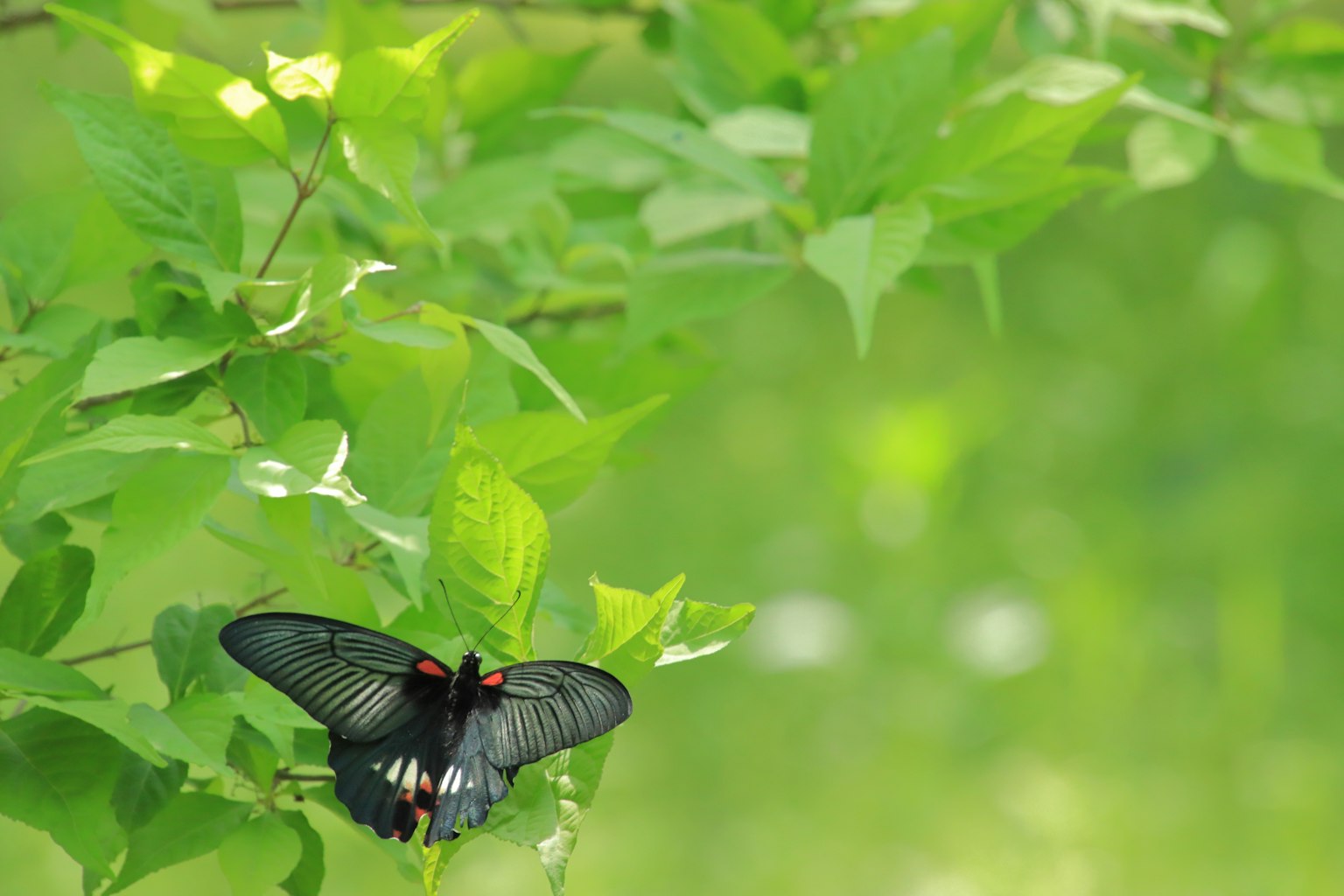 Schwarzer Schmetterling auf grünen Blättern