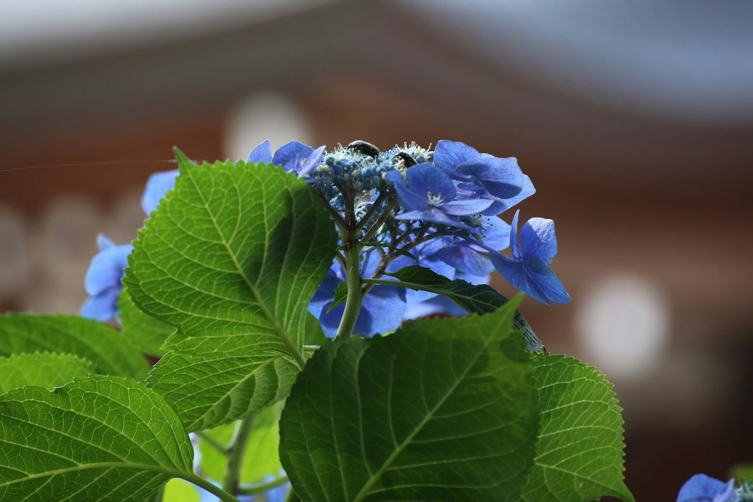 Nahaufnahme einer blauen Blume mit großen grünen Blättern