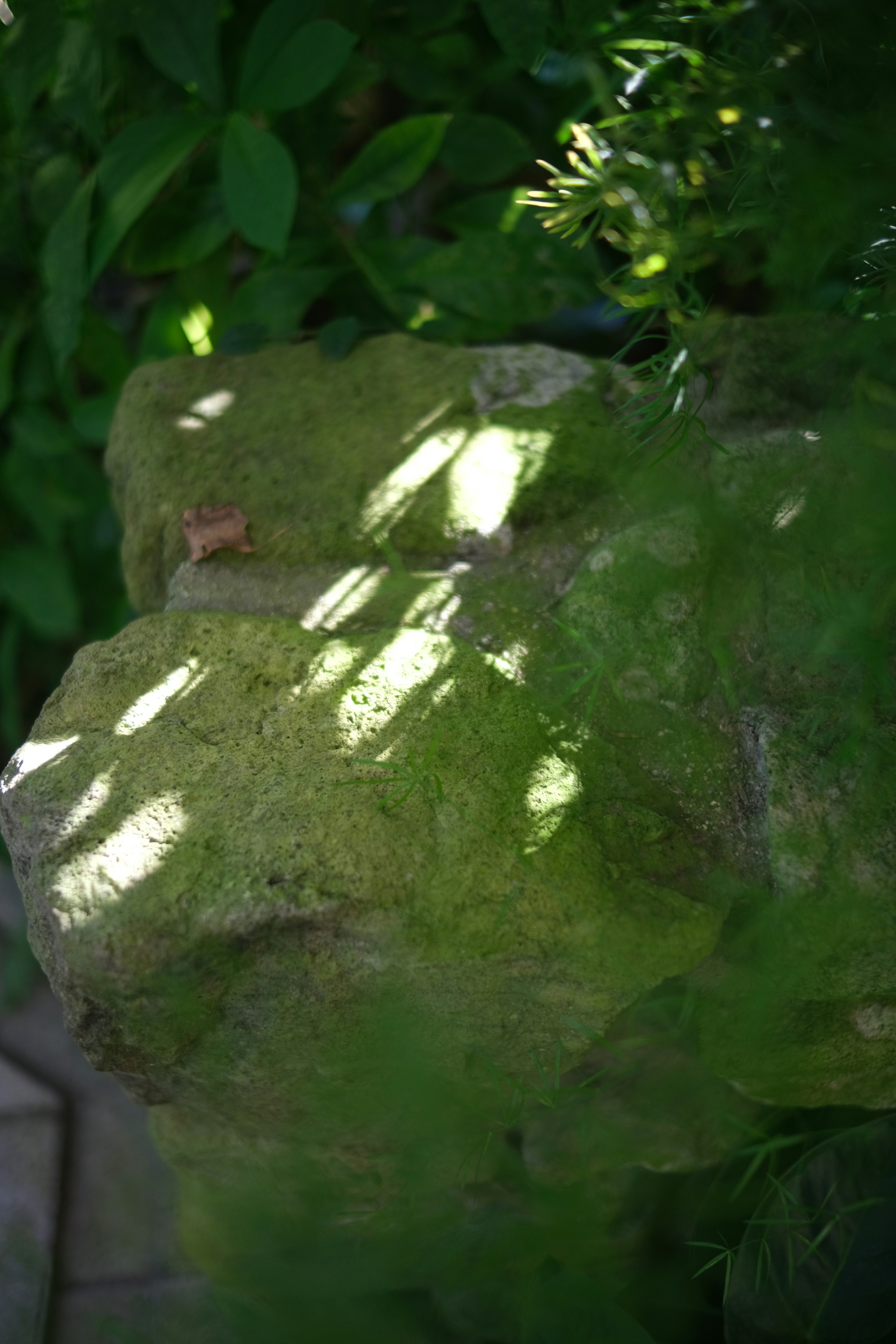 緑の葉に覆われた苔むした石の塊