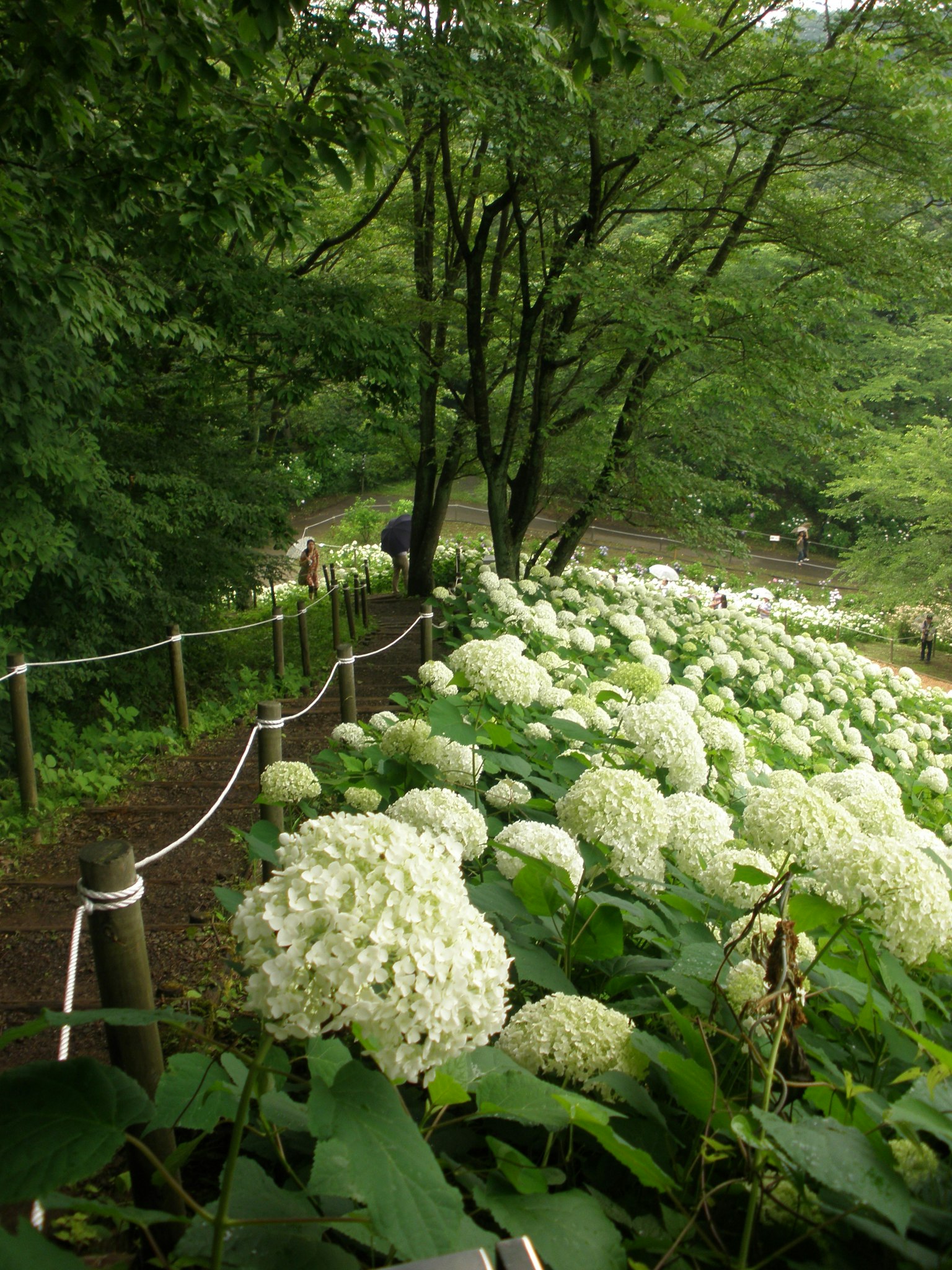 Jalur yang dikelilingi oleh bunga hydrangea putih di lingkungan yang hijau