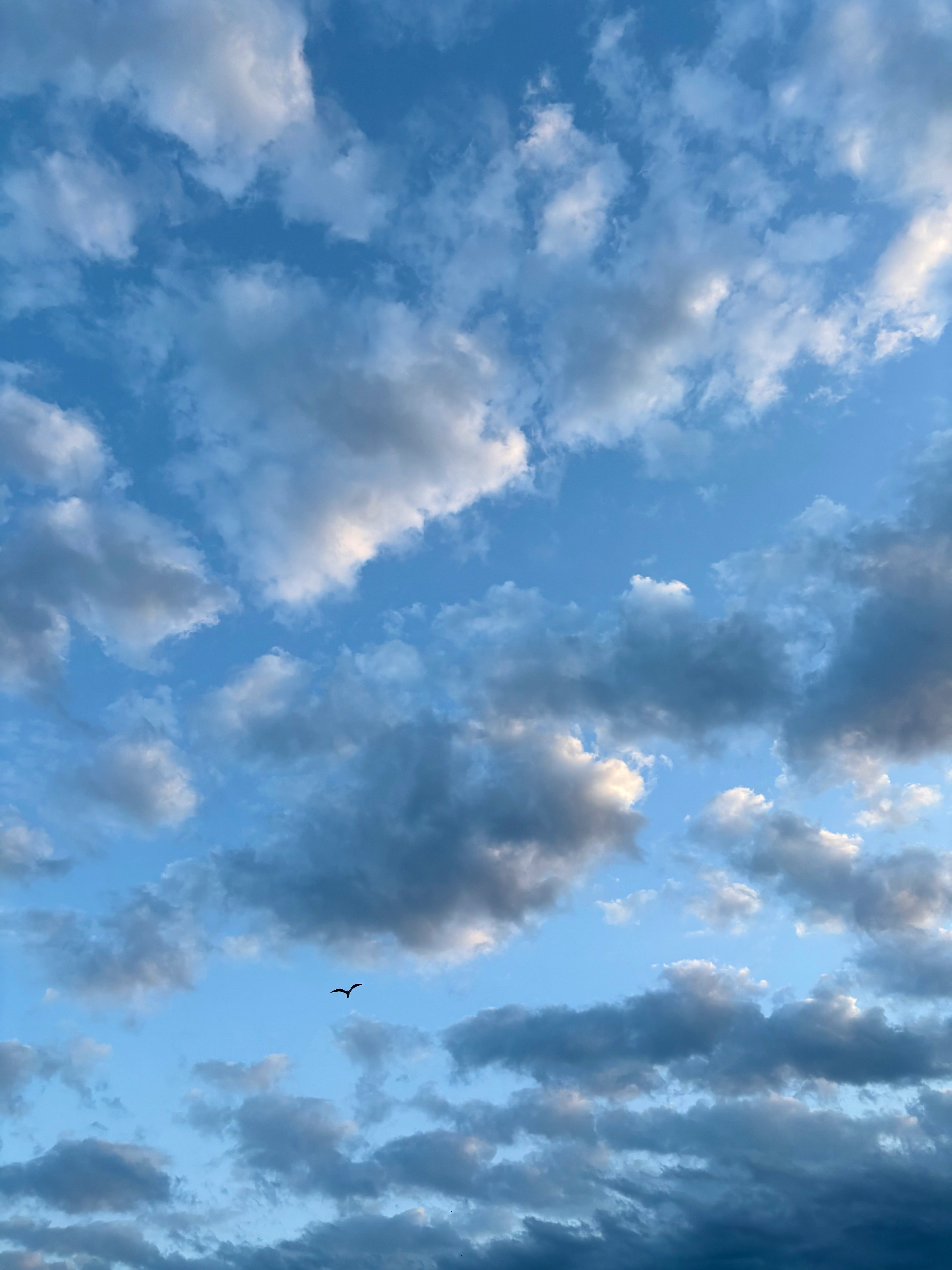秋の空に広がる雲と鳥の飛翔