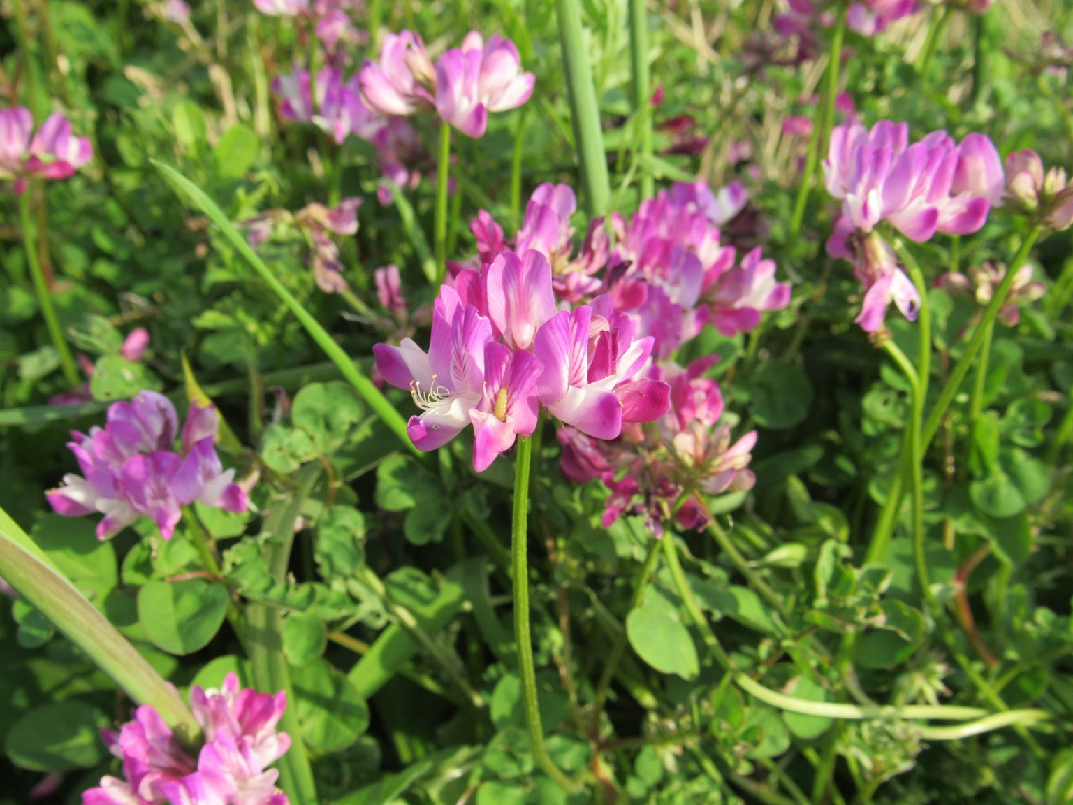 Immagine di fiori viola vivaci che fioriscono in un'area erbosa