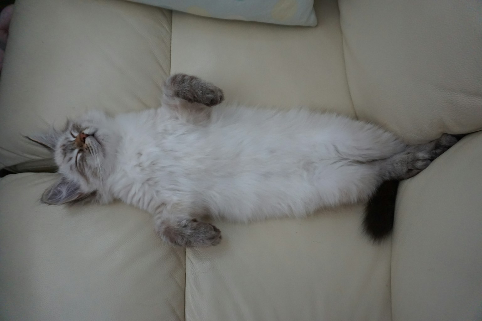 Un gatto bianco sdraiato sulla schiena su un divano
