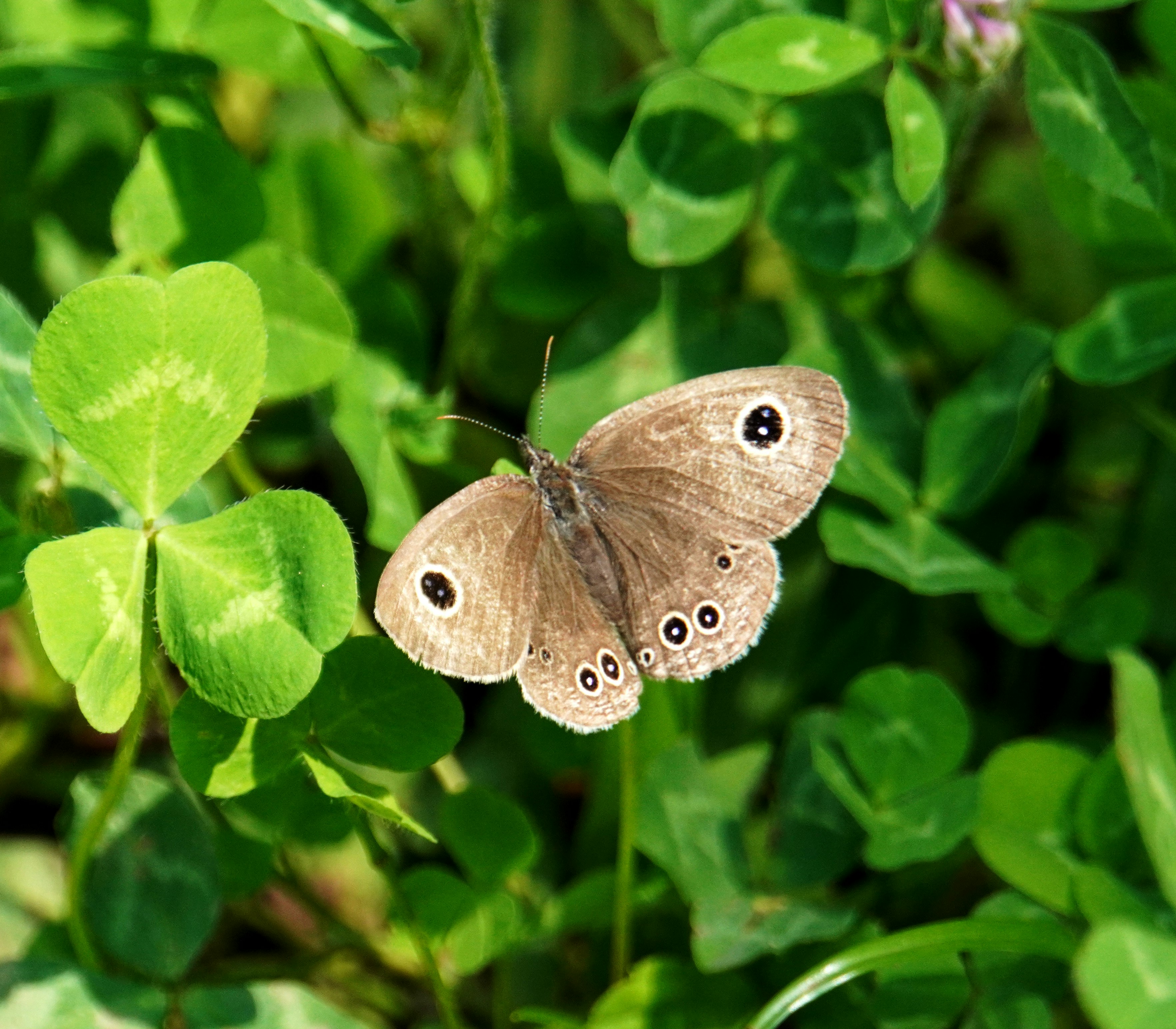 Nahaufnahme eines Schmetterlings auf Klee-Blättern