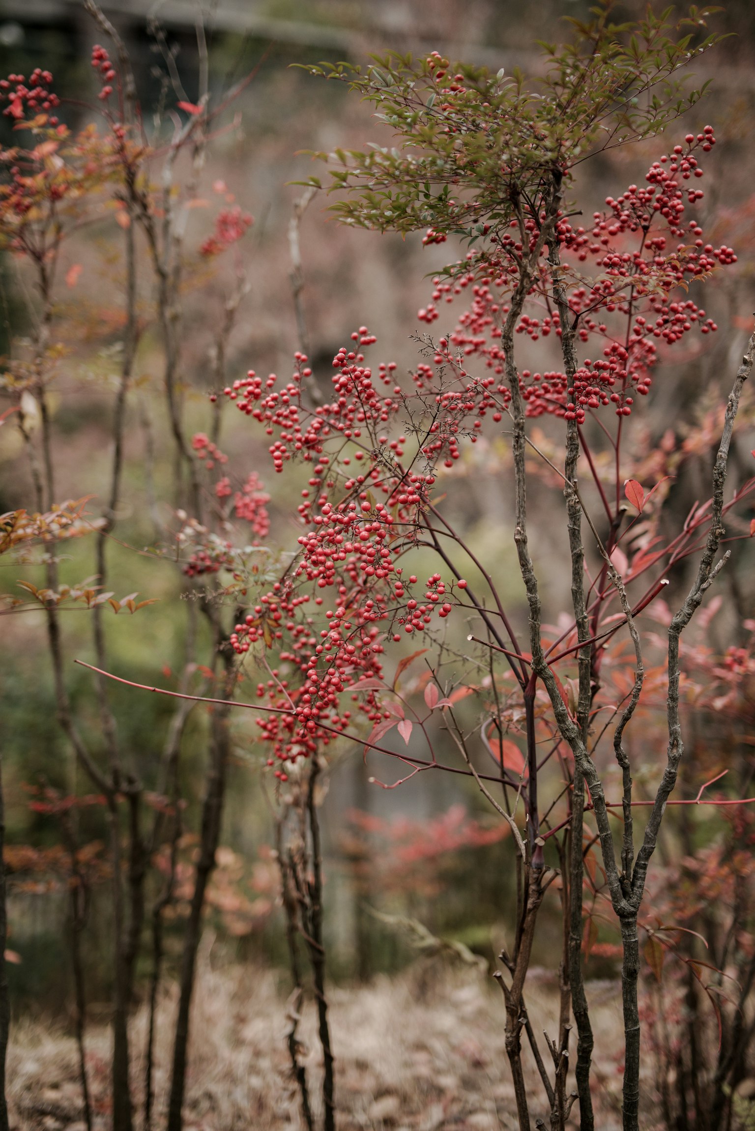 Nahaufnahme von Bäumen mit Herbstblättern und roten Beeren