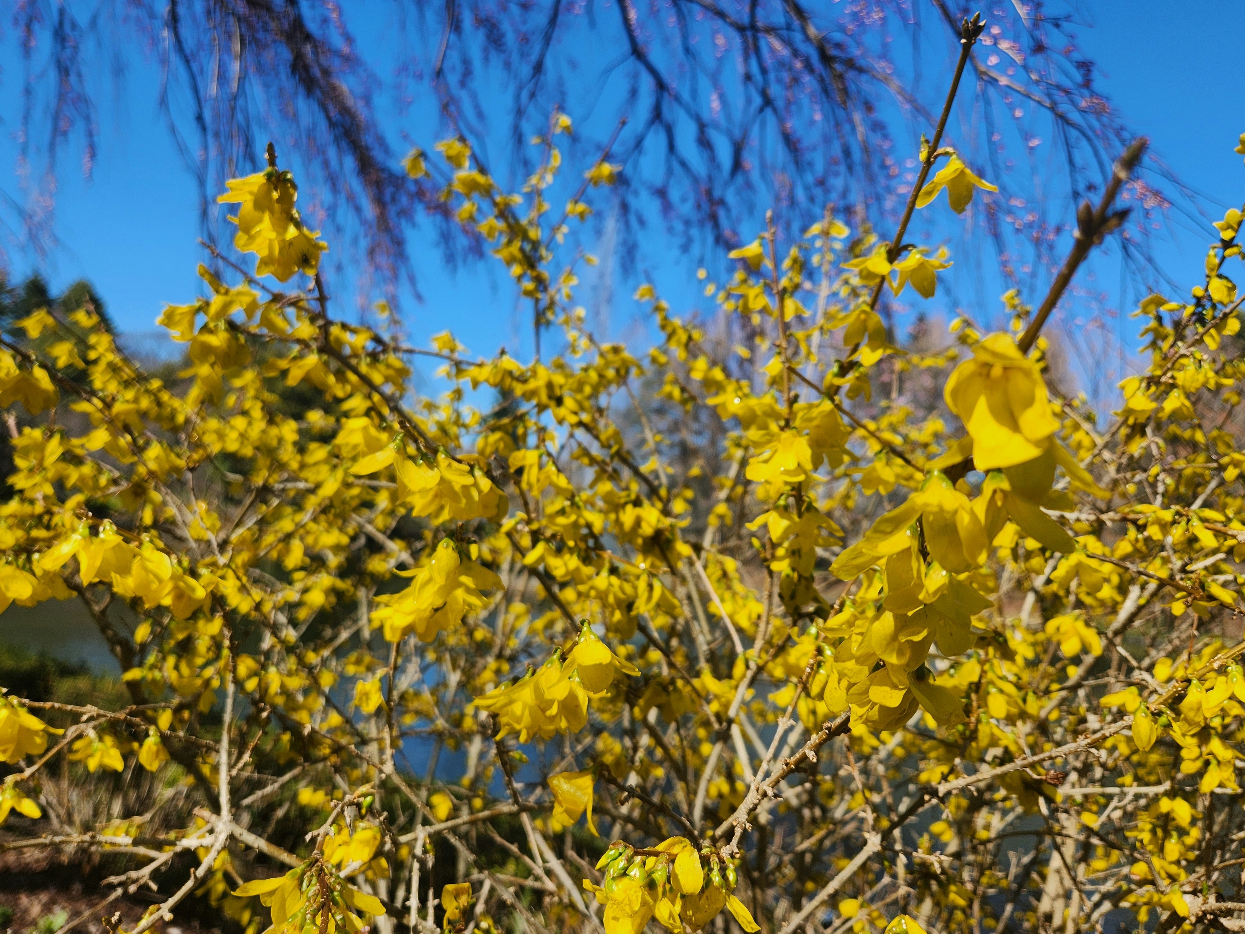 yellow forsythia blossoms on branches against a blue sky