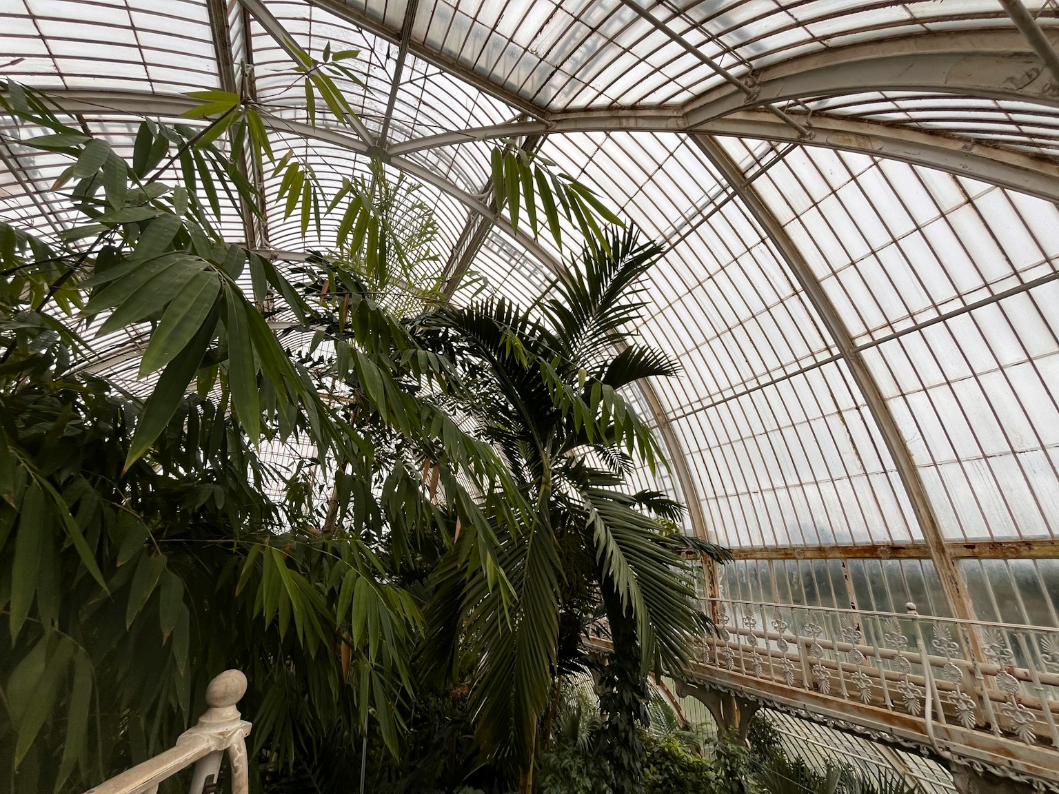 温室内郁郁葱葱的绿色植物和玻璃天花板