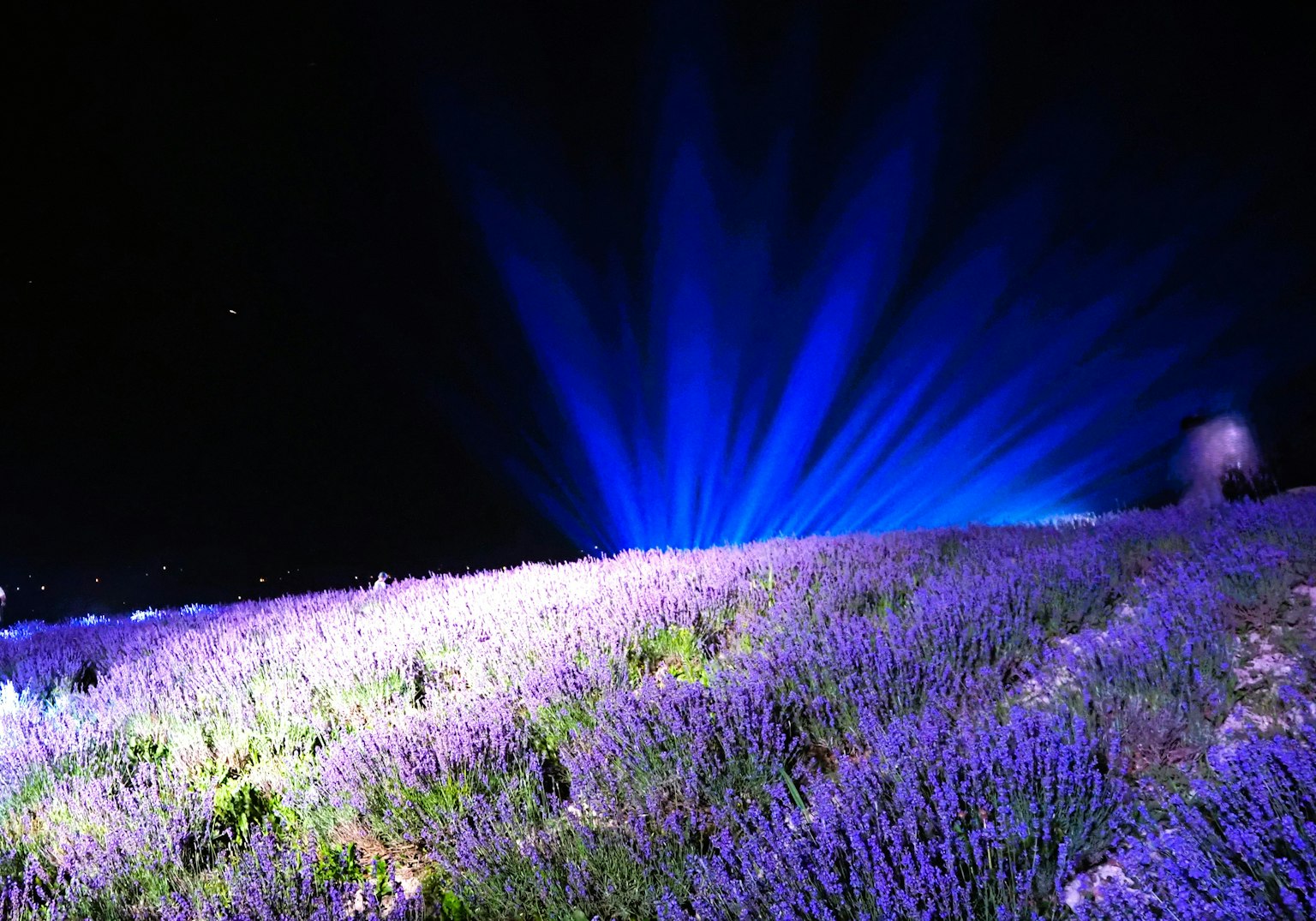 Lavender field illuminated by blue lights at night