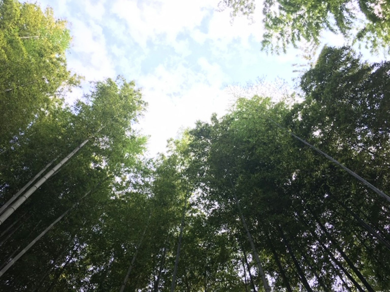 대나무 숲을 올려다보며 파란 하늘과 구름이 보인다