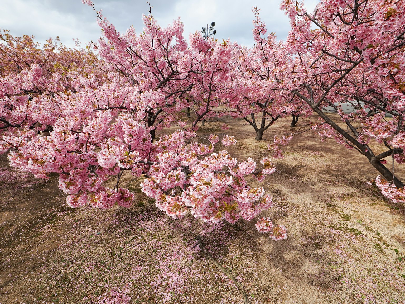 Alberi di ciliegio in fiore in un paesaggio scenico