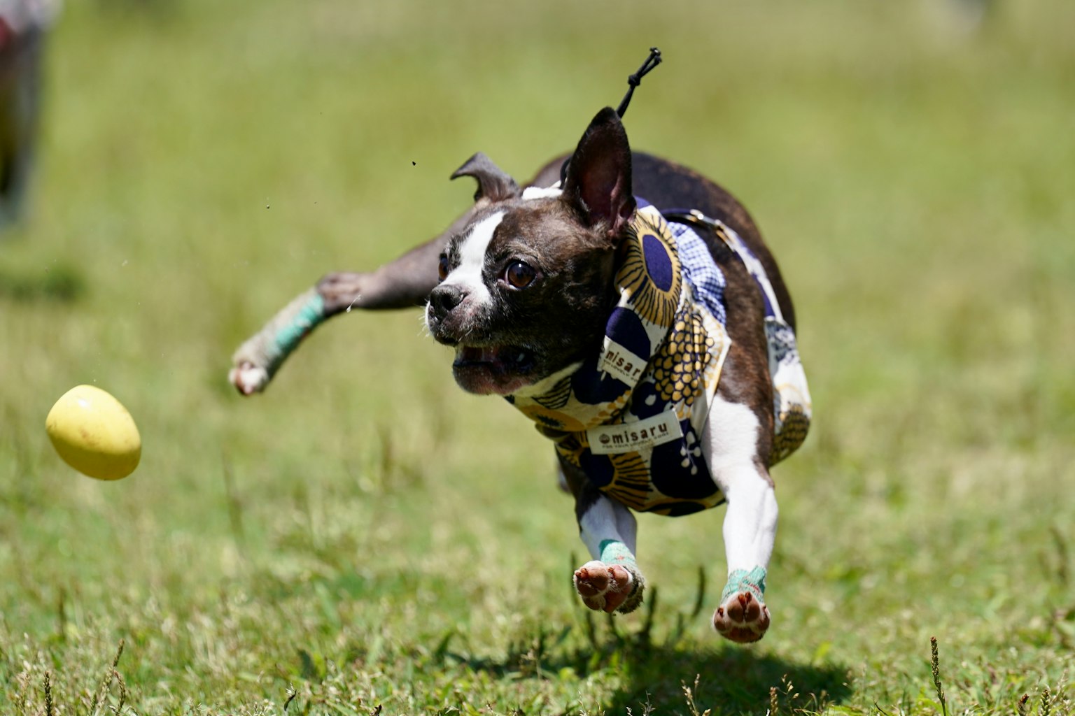 A dog leaping to catch a ball on green grass