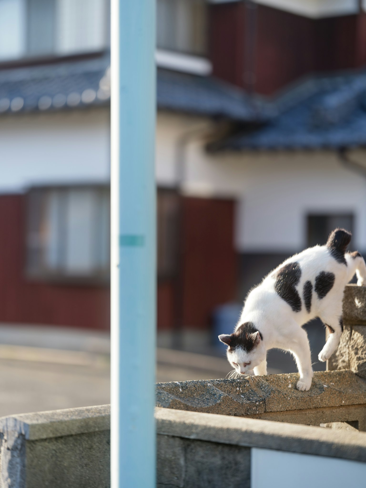 Un gatto bianco e nero che cammina su un muro di pietra con una casa giapponese sullo sfondo