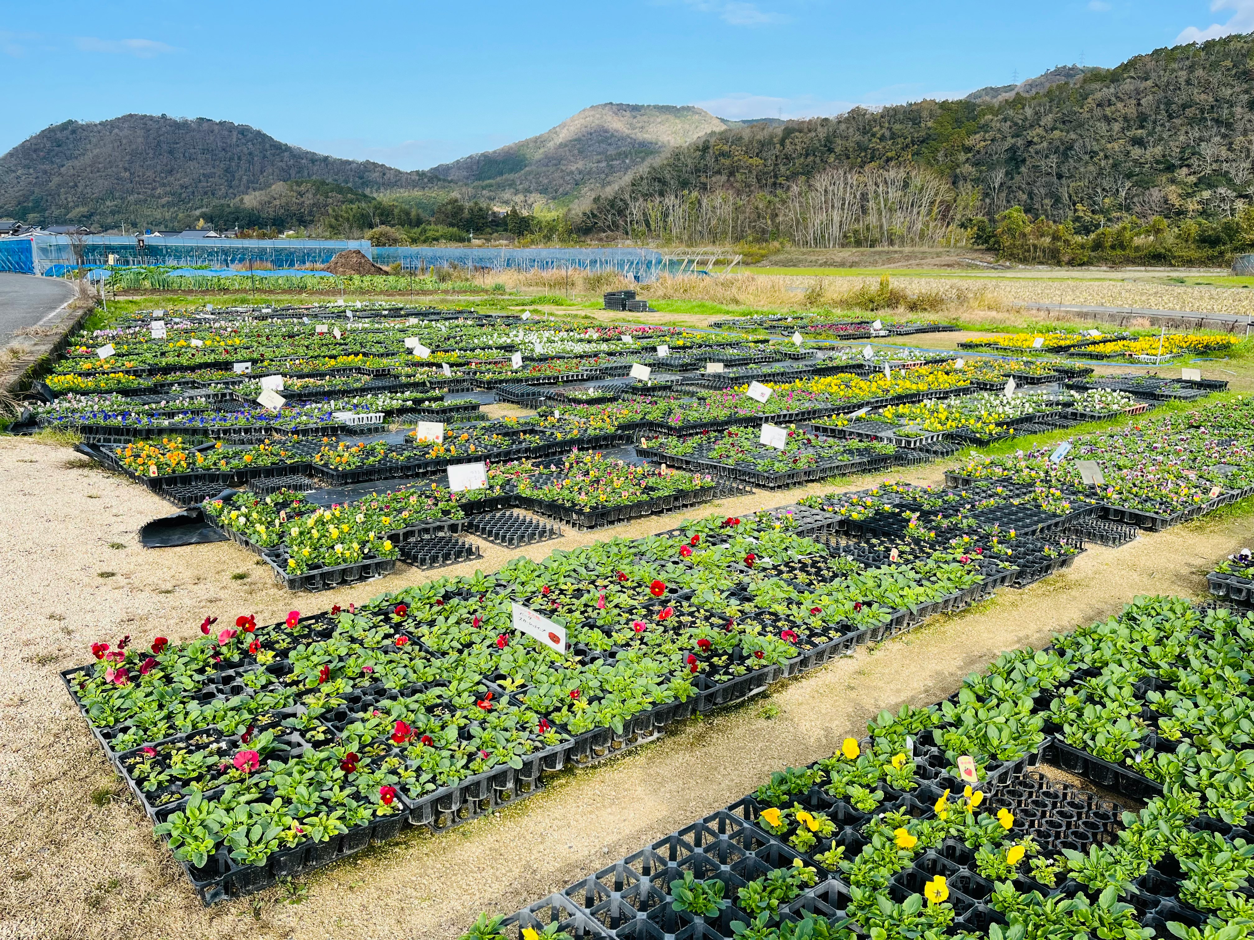 山あいの畑に並ぶ花苗のプランター