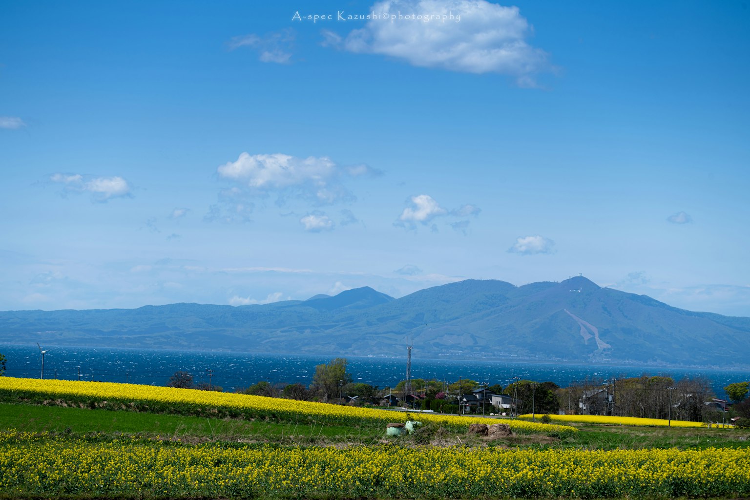 Lebendige gelbe Blumenfelder unter einem blauen Himmel mit Bergen im Hintergrund
