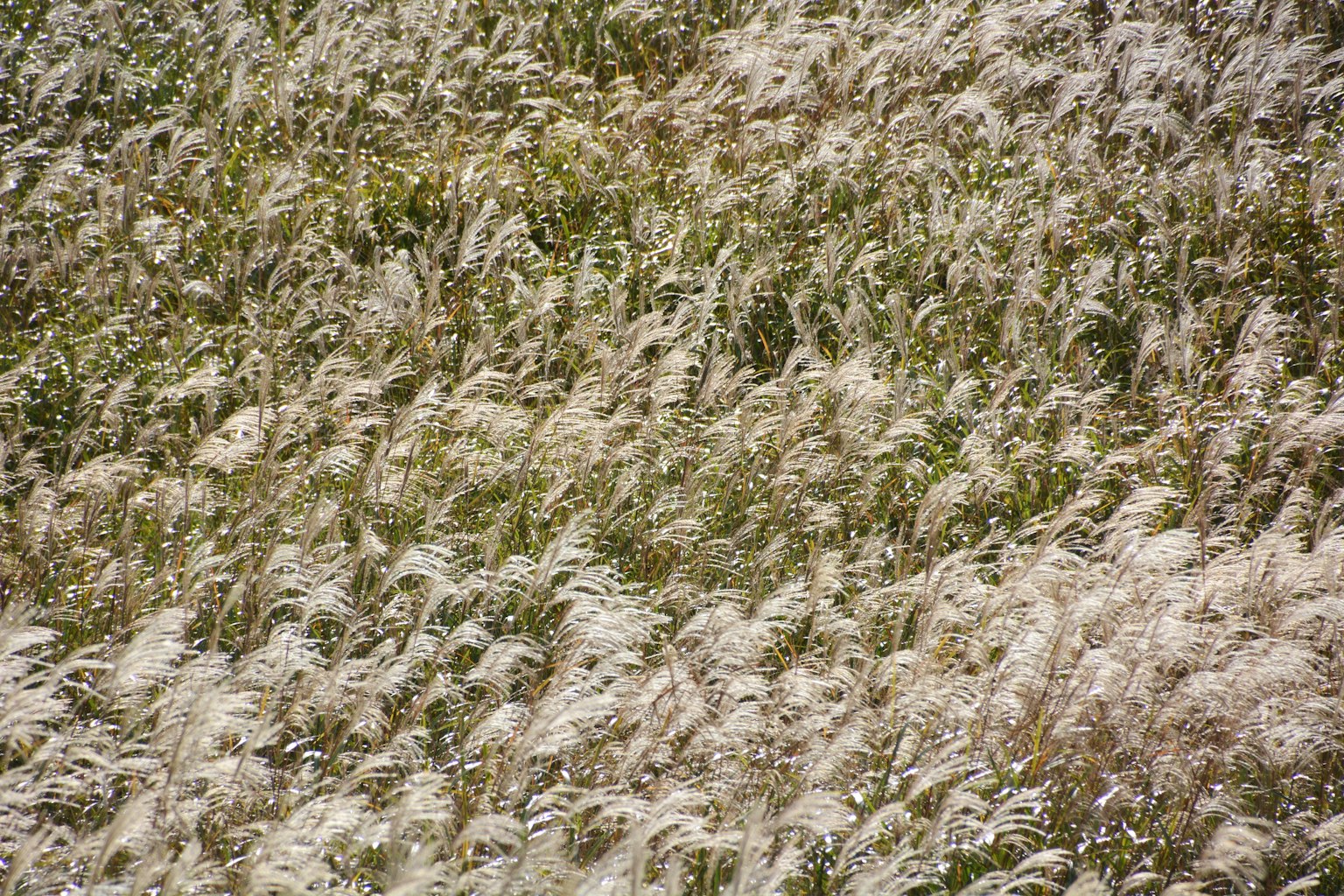 Ein Feld aus weißem Gras, das im Wind schwingt, mit grünem Hintergrund