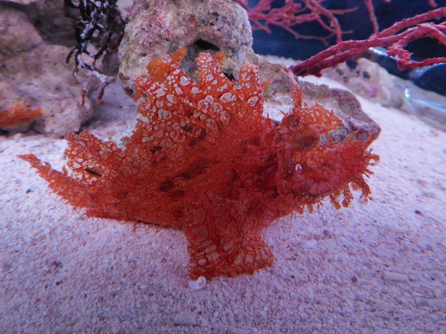 An orange fish resembling seaweed is underwater