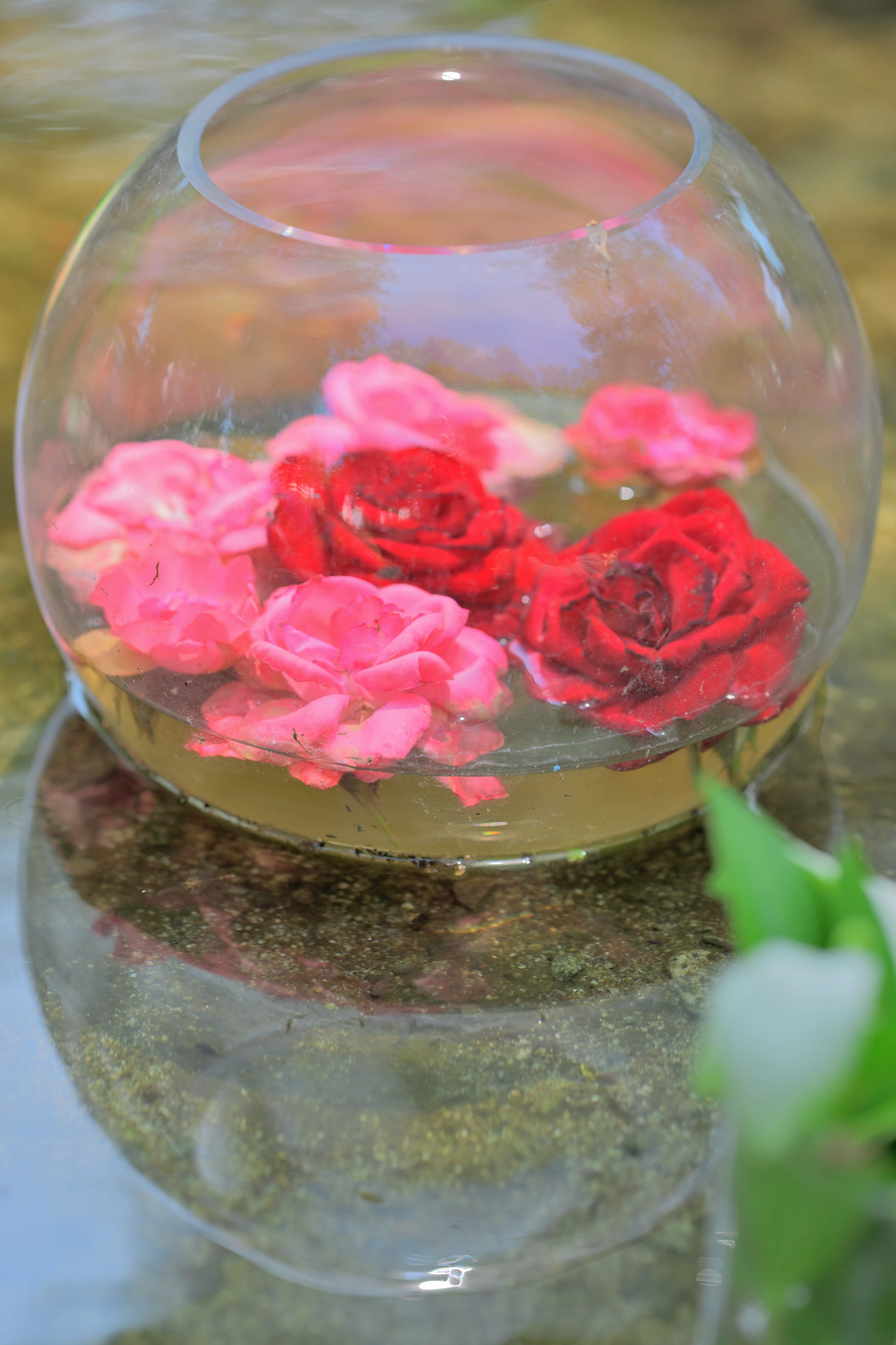 Rote und rosafarbene Rosen in einem Glasbehälter