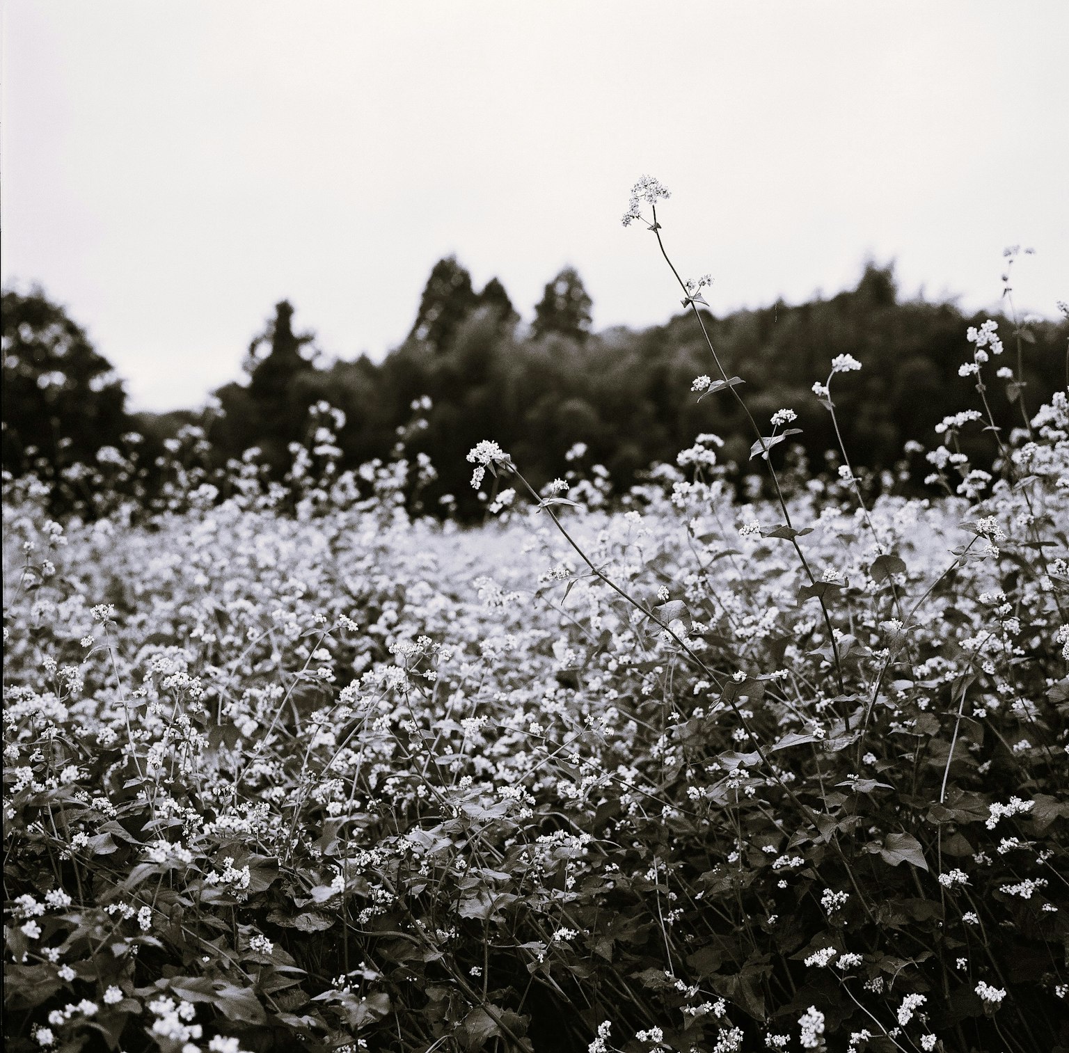 宽阔的白花田和背景中的绿色树木