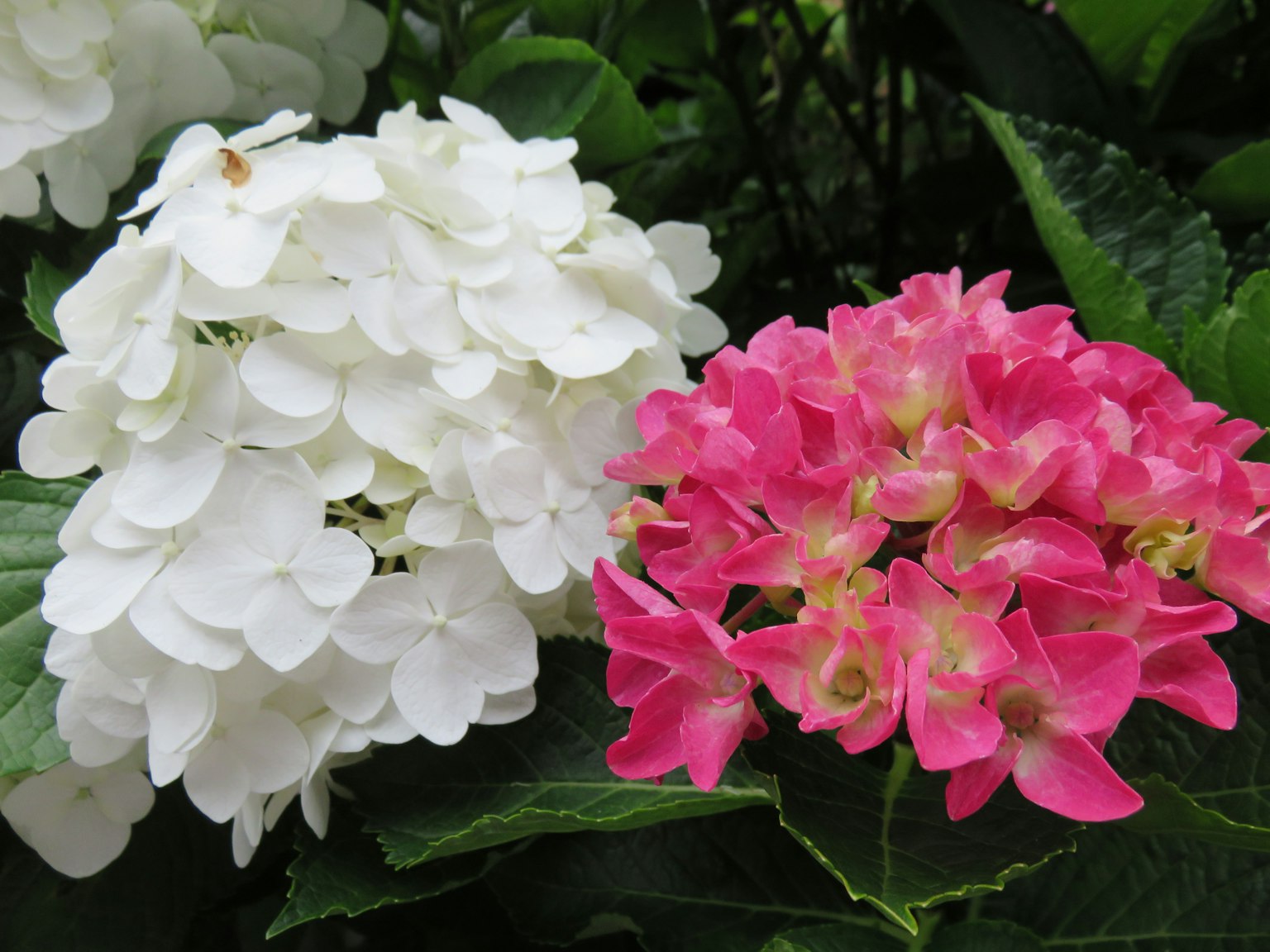 ฮอร์ตเทนเซียสีขาวและฮอร์ตเทนเซียสีชมพูบานอยู่ข้างกัน