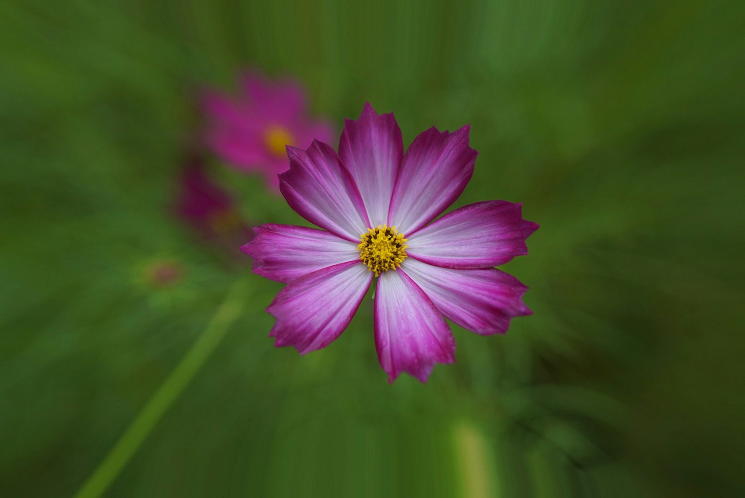 中央に黄色い芯を持つピンクの花が緑の背景に浮かび上がる