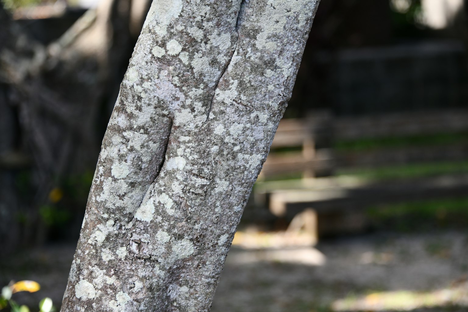 Image showing detailed texture and patterns of a tree trunk