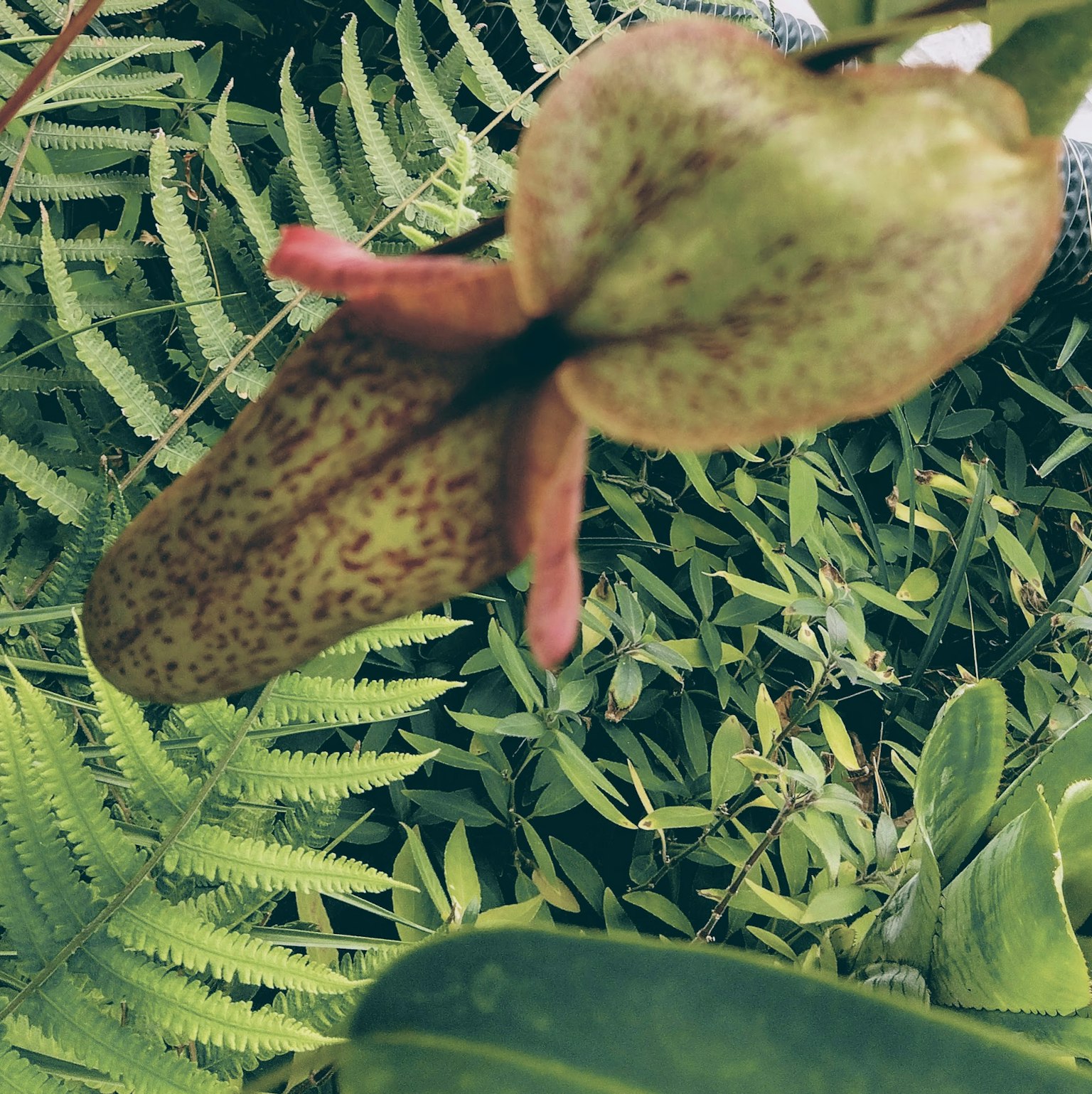 Fleur de plante carnivore unique visible parmi les feuilles vertes