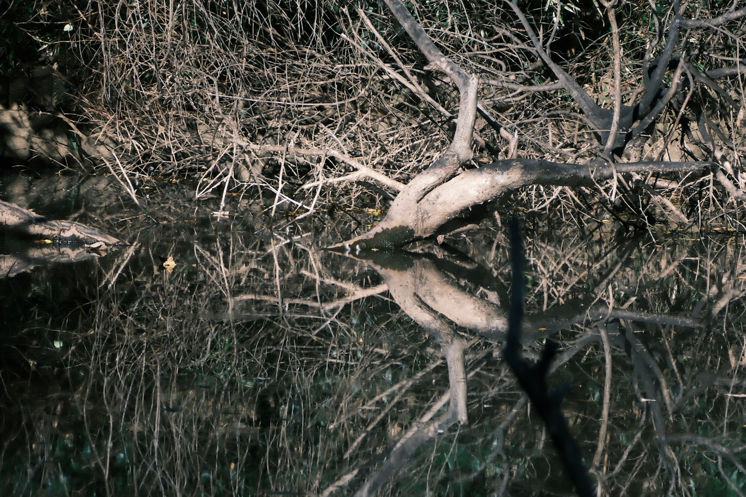 Riflesso di rami e vegetazione sulla superficie dell'acqua