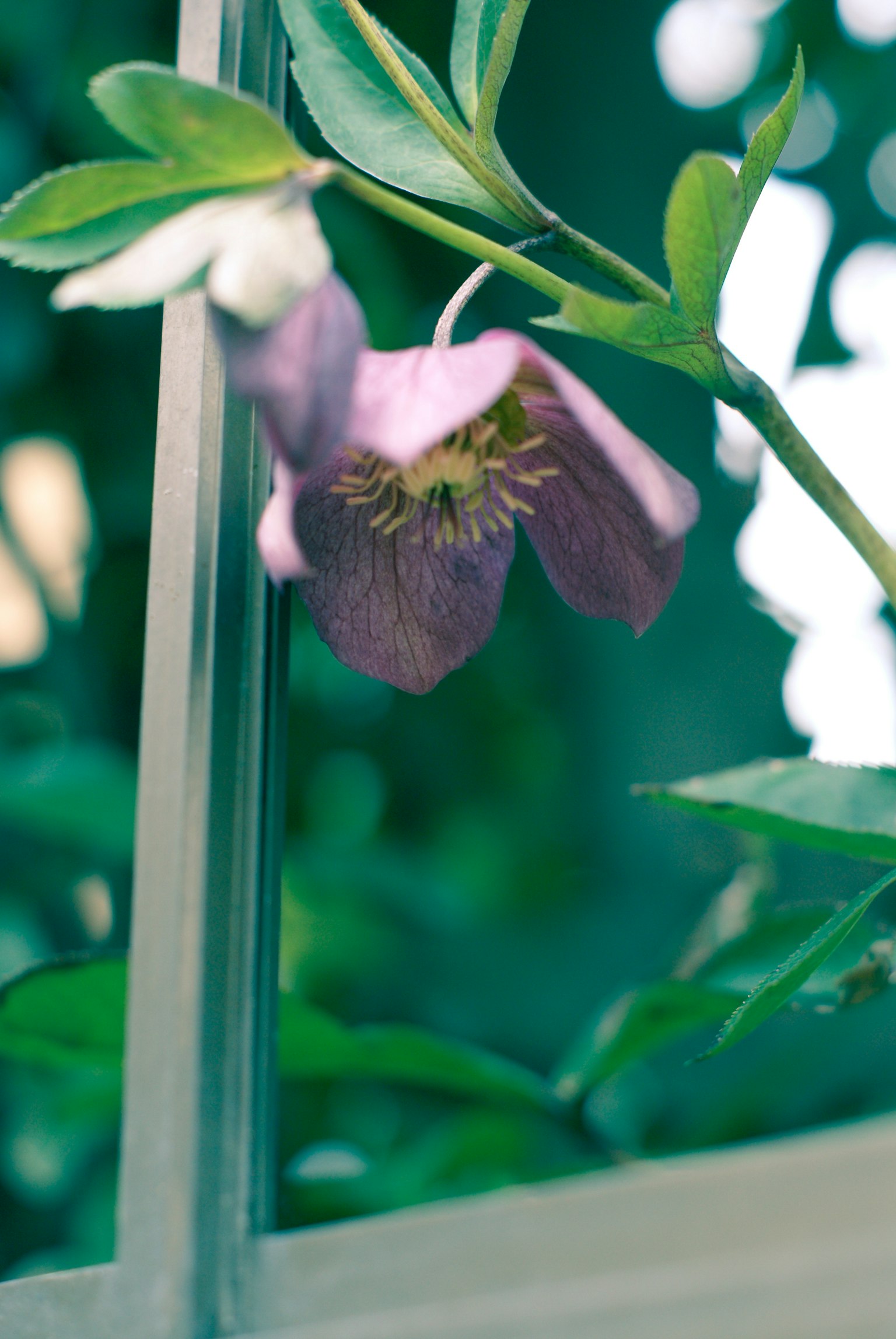 Purple flower with green leaves near a window