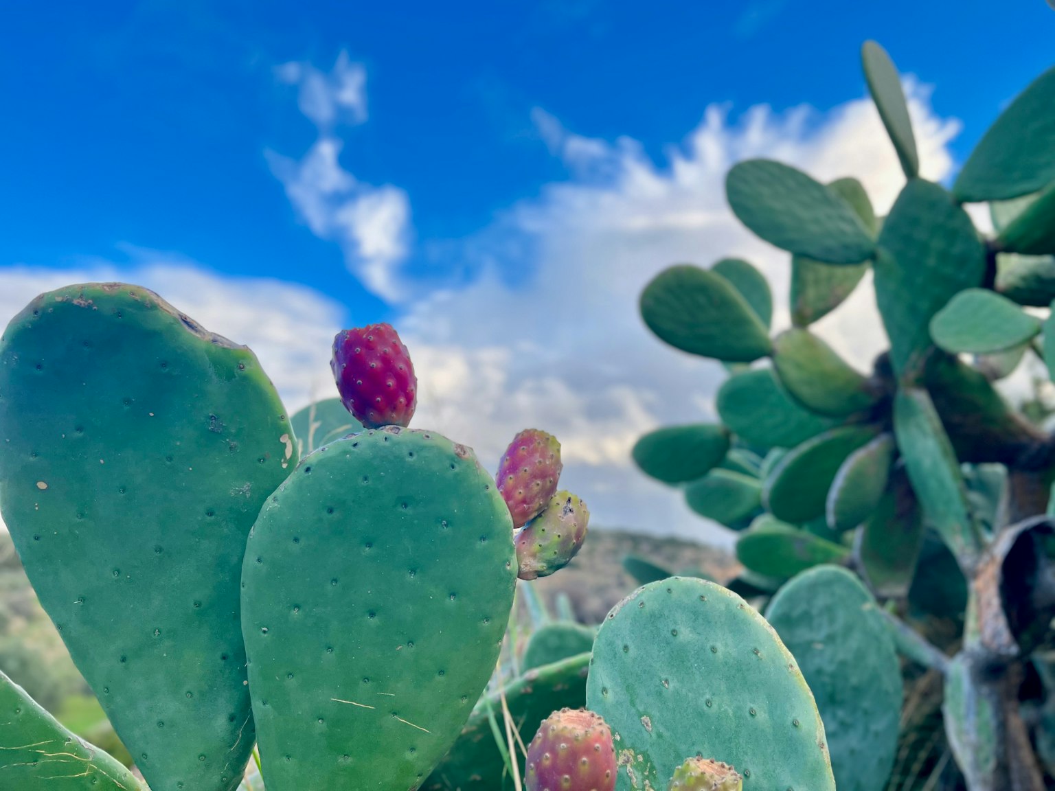 Hojas de cactus con frutos coloridos bajo un cielo azul