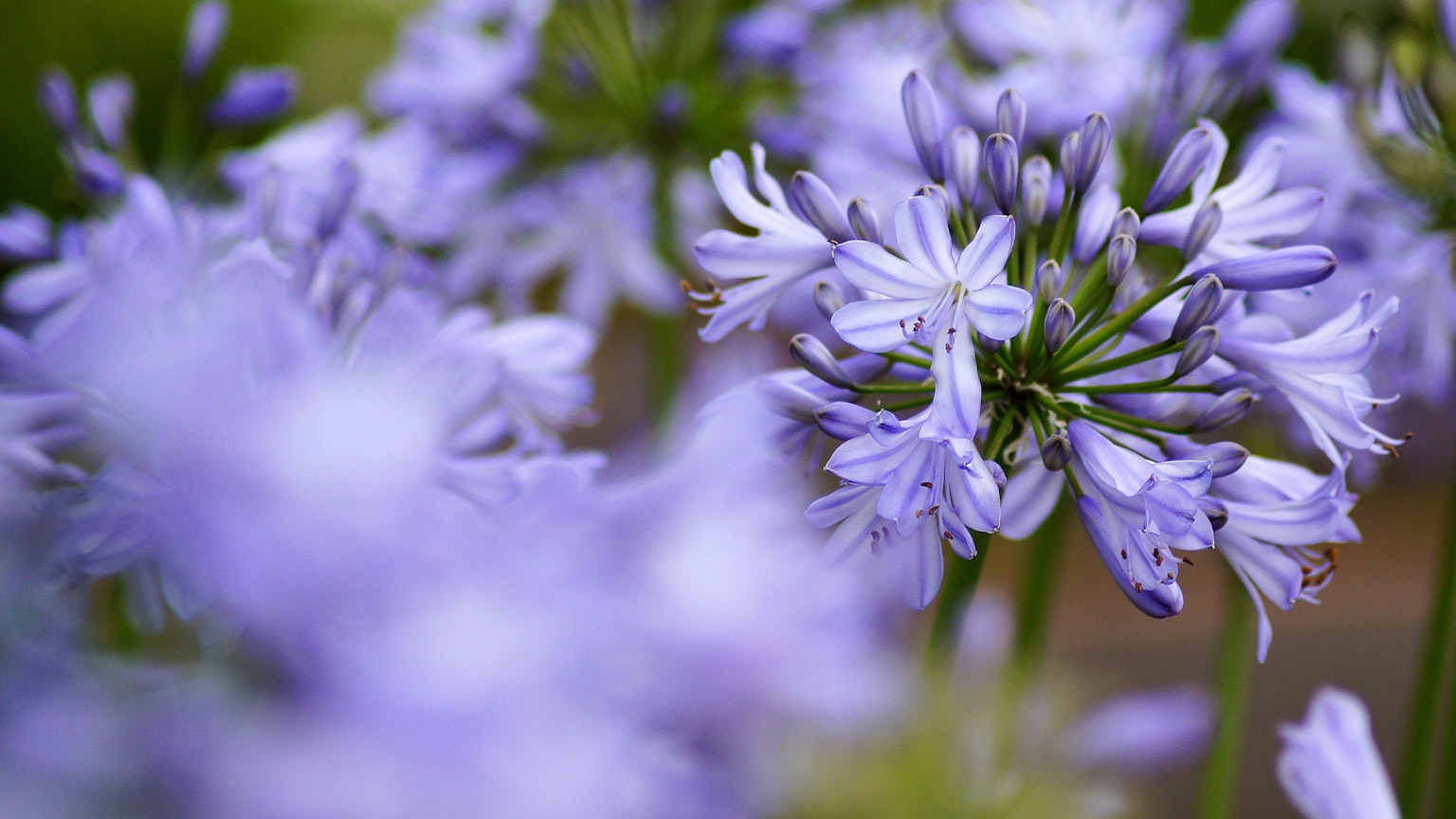 Primo piano di fiori viola in fiore in un giardino