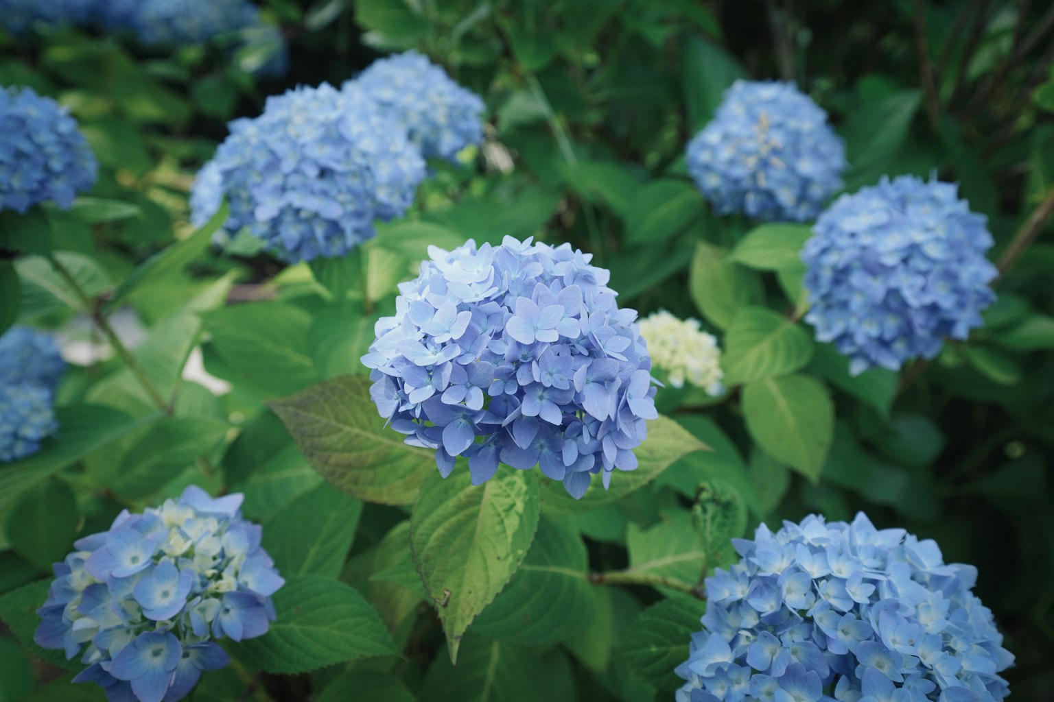 Una bellissima scena di giardino con fiori di ortensia blu e foglie verdi