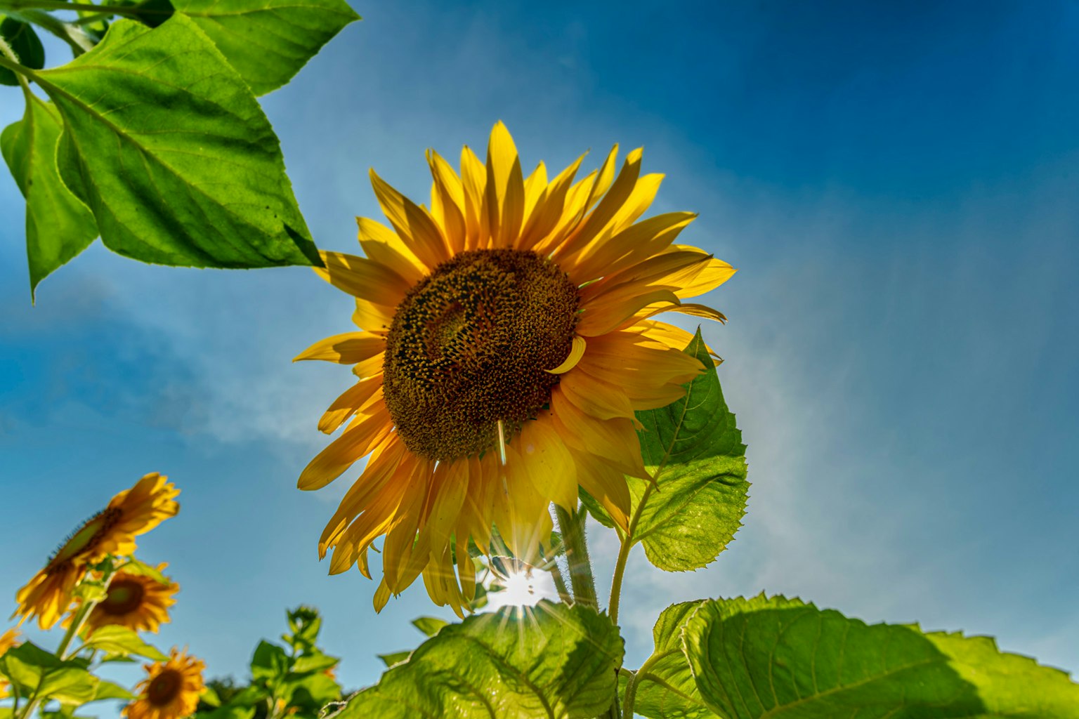 Girasole che fiorisce sotto un cielo blu con foglie verdi