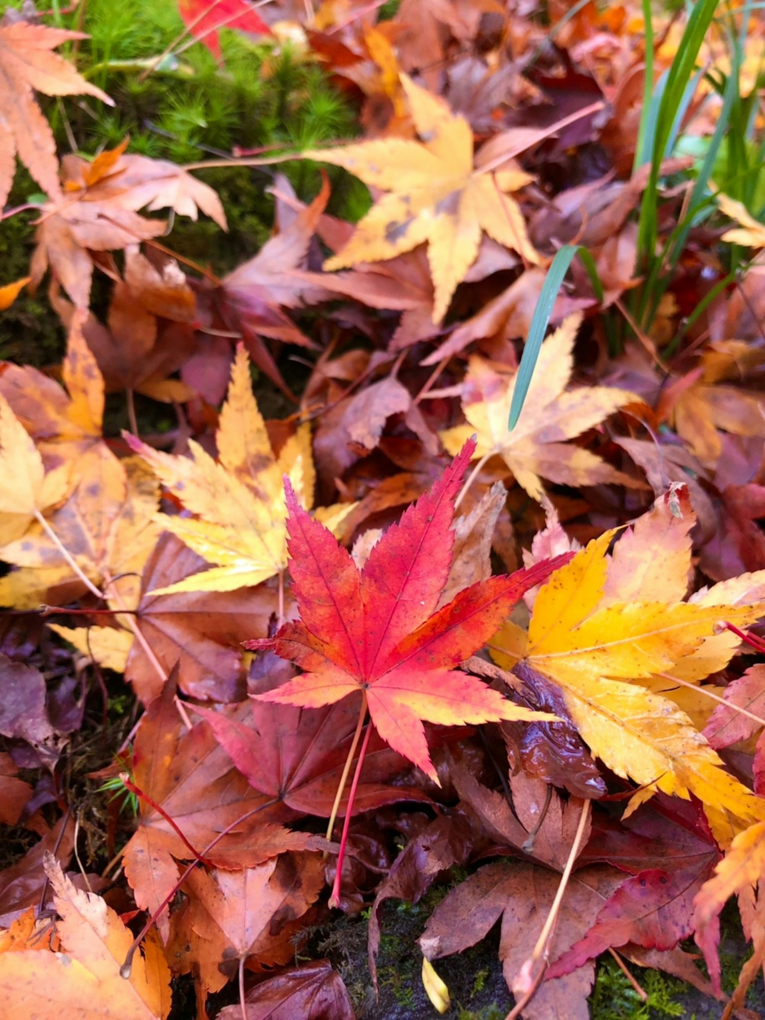 Hojas de otoño coloridas esparcidas por el suelo