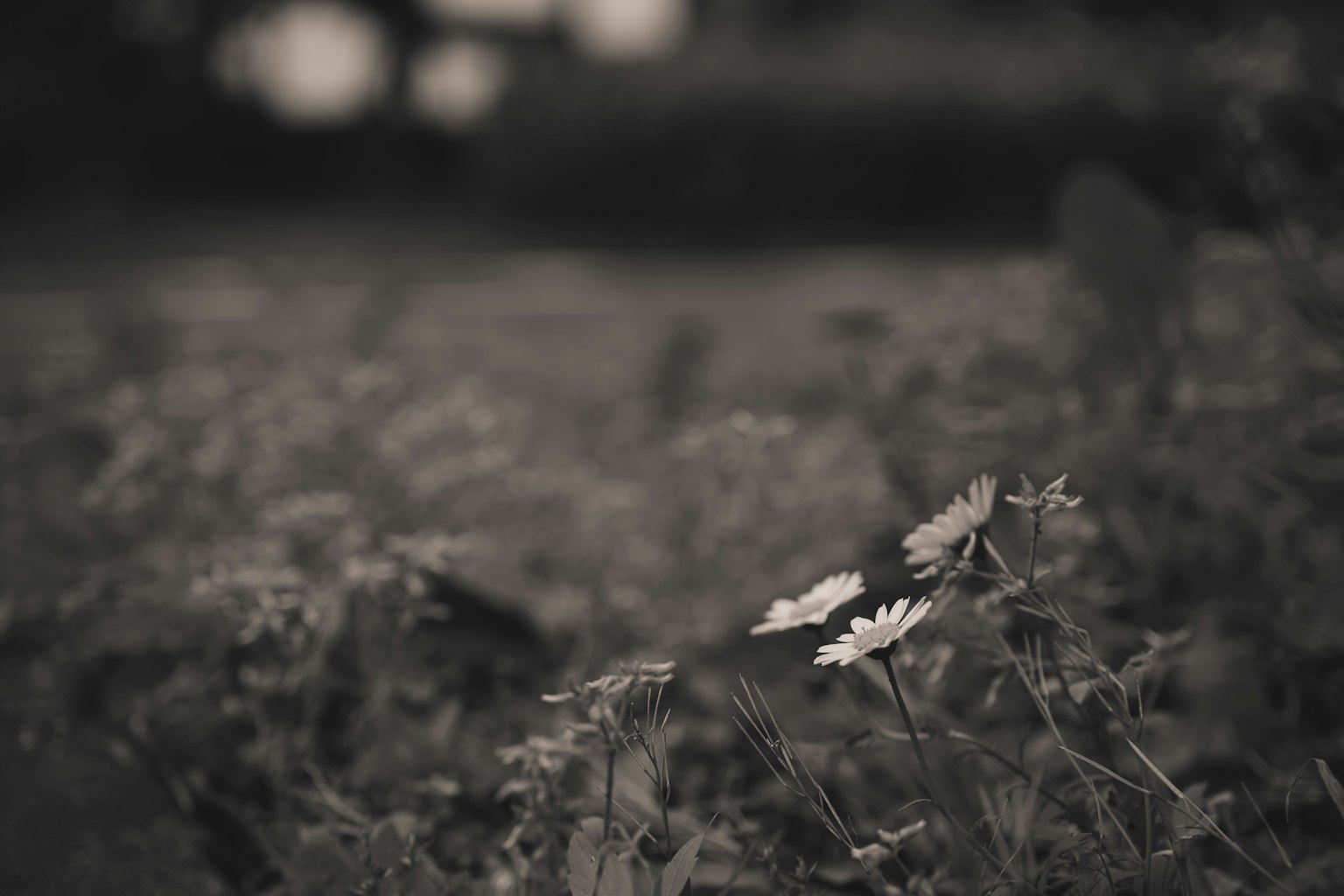 Photo floue d'une zone herbeuse verte avec des fleurs blanches