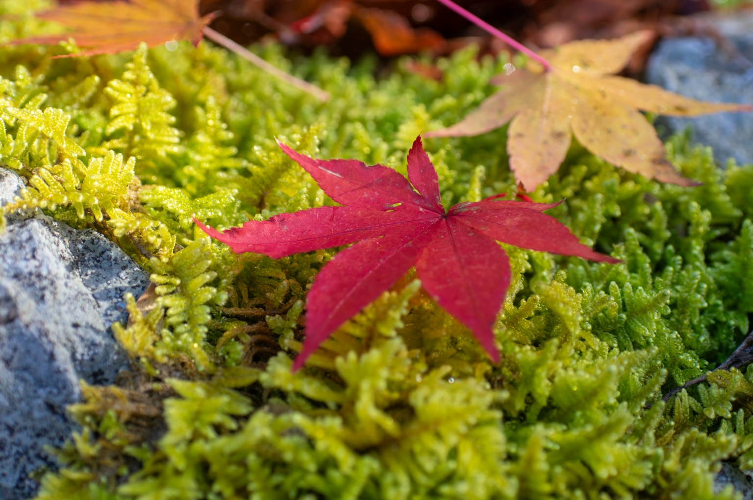 Feuille d'érable rouge vif sur de la mousse verte avec une feuille jaune en arrière-plan