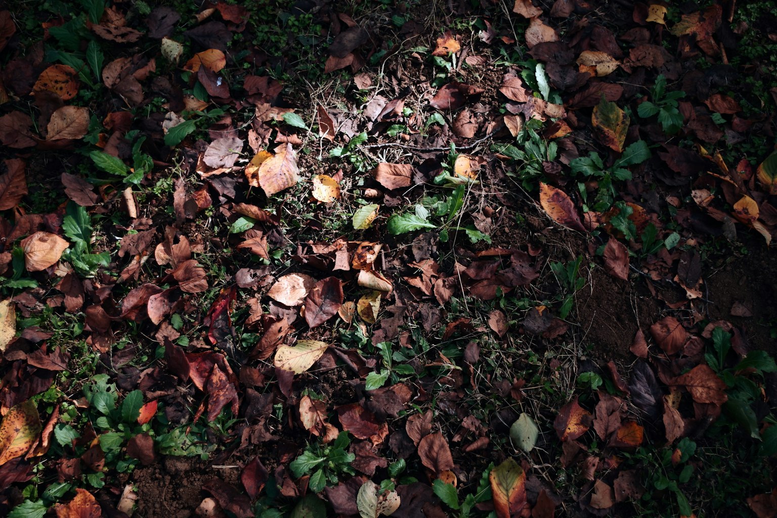 Gambar tanah yang ditutupi daun jatuh dan rumput hijau campuran