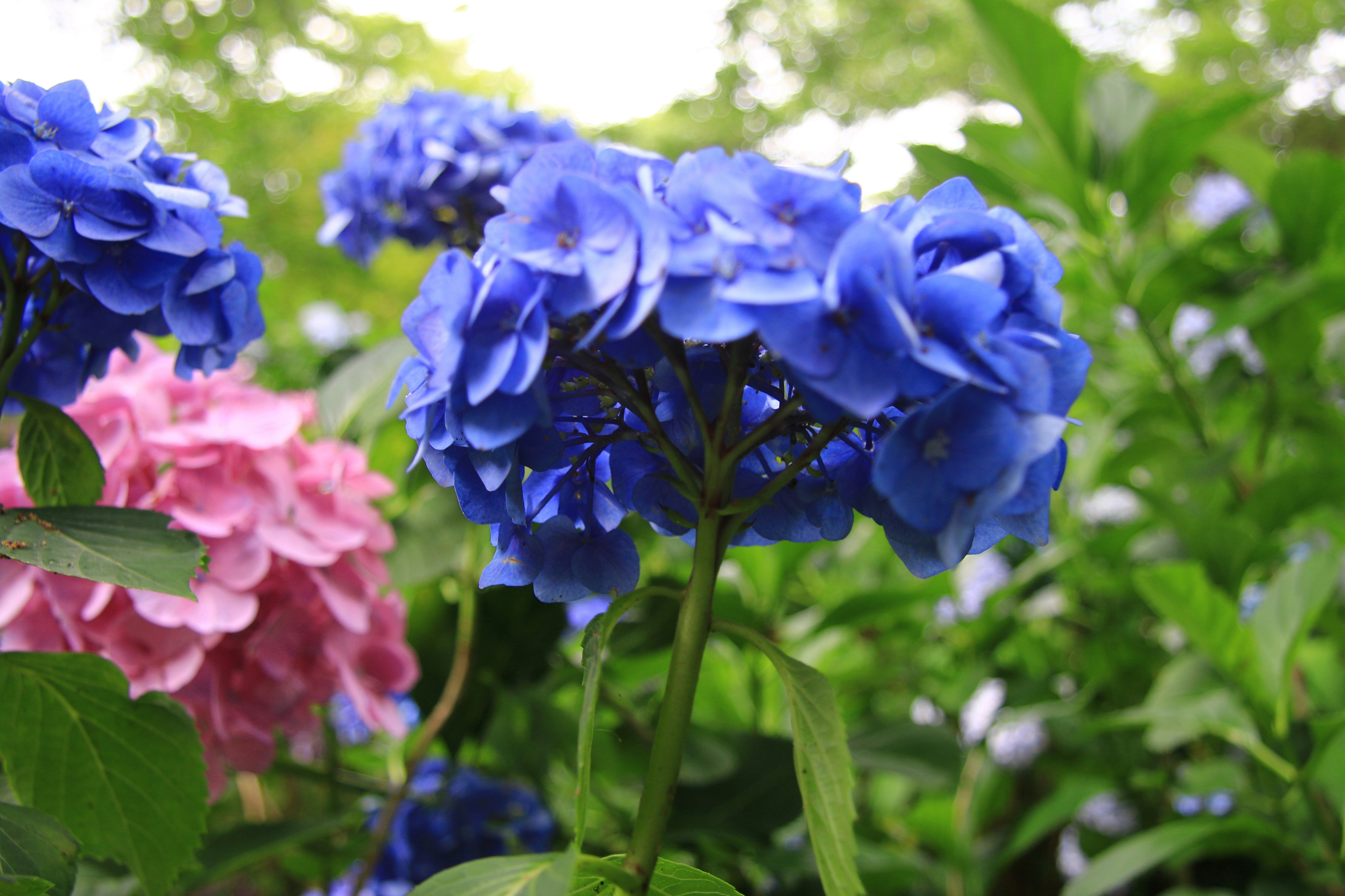 青い花とピンクの花が咲く庭の花壇