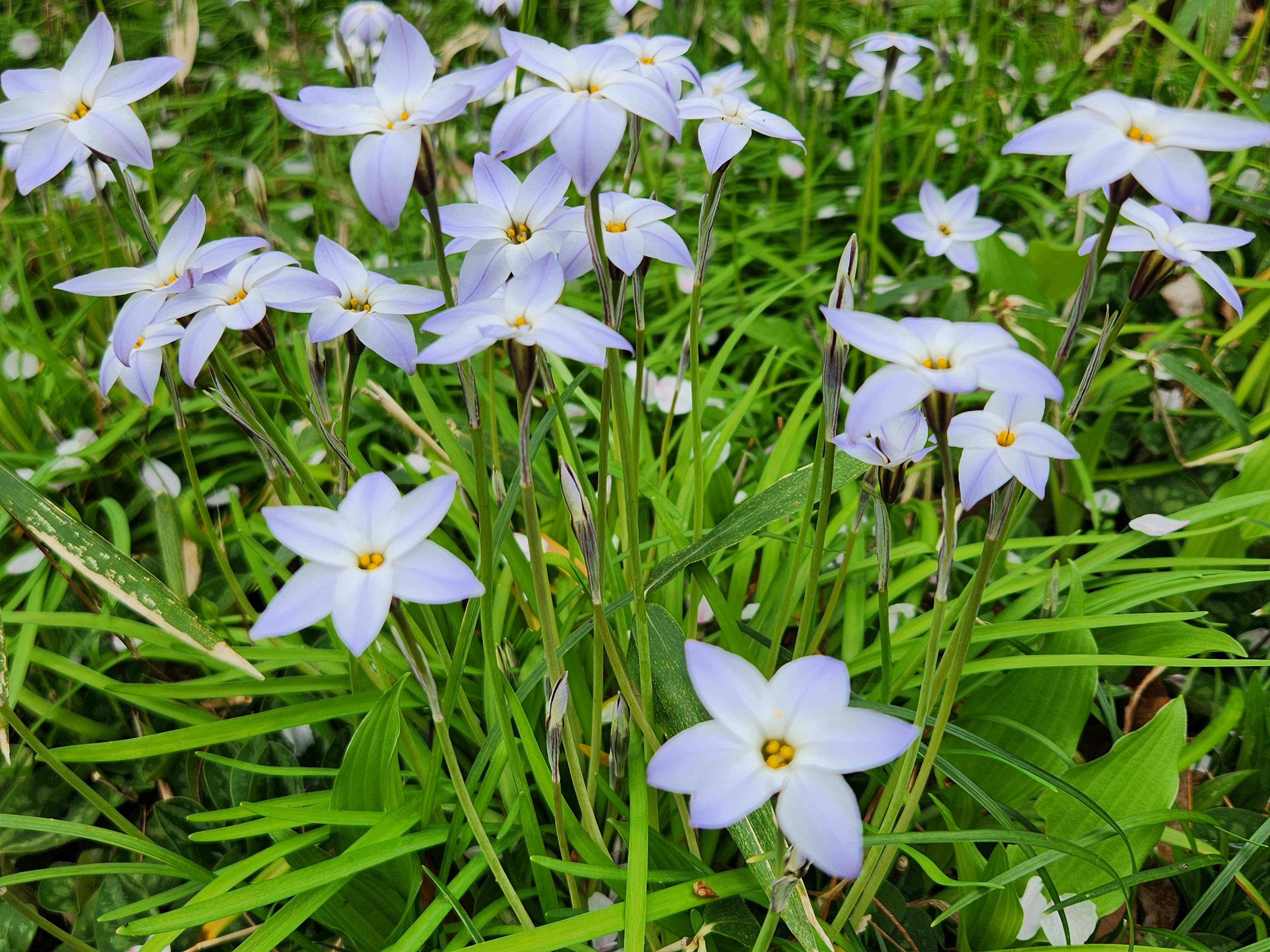 青い花（ハナニラ）が咲く緑の草地
