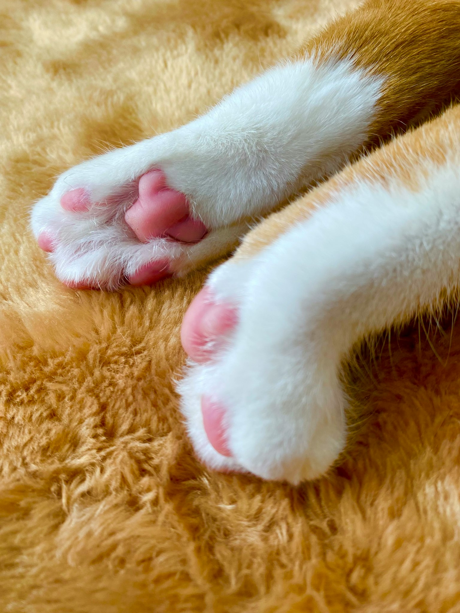 Photo mignonne de pattes de chat avec des coussinets roses