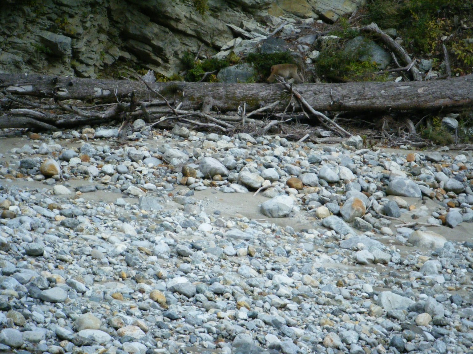 Riverbank scene with scattered rocks and driftwood