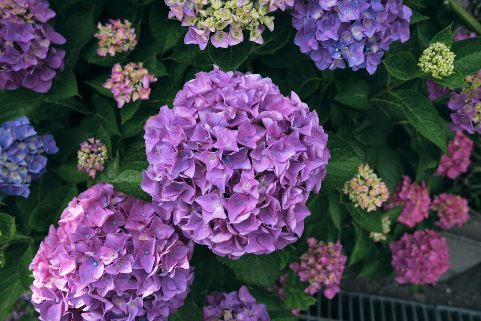 Bouquets de fleurs d'hortensia violettes en pleine floraison