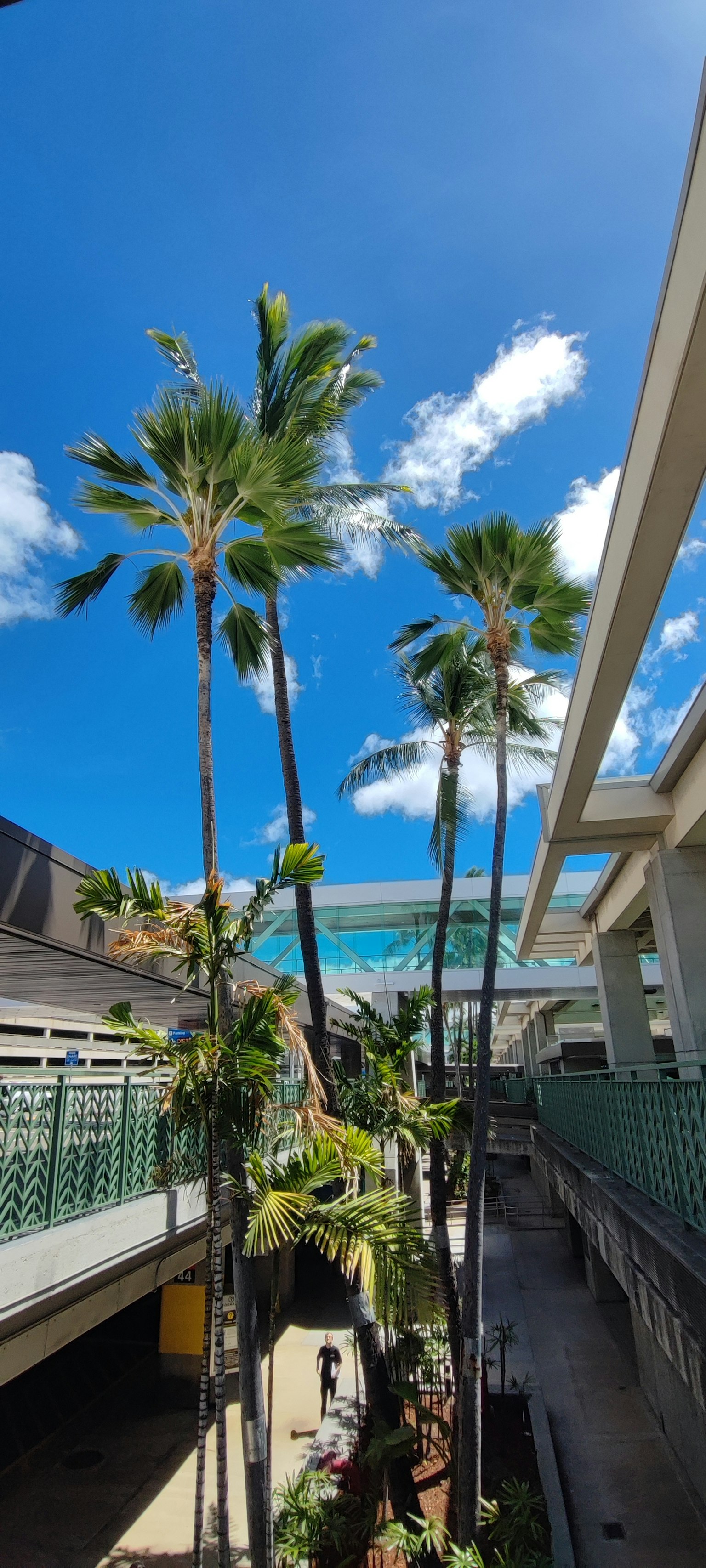 Tall palm trees under a blue sky with modern architecture