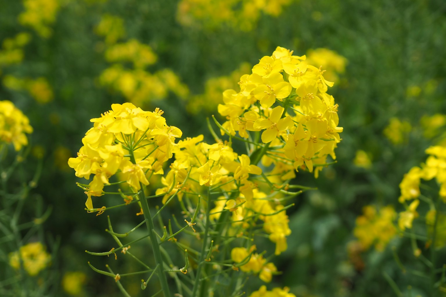 Bunga kuning cerah mekar di ladang