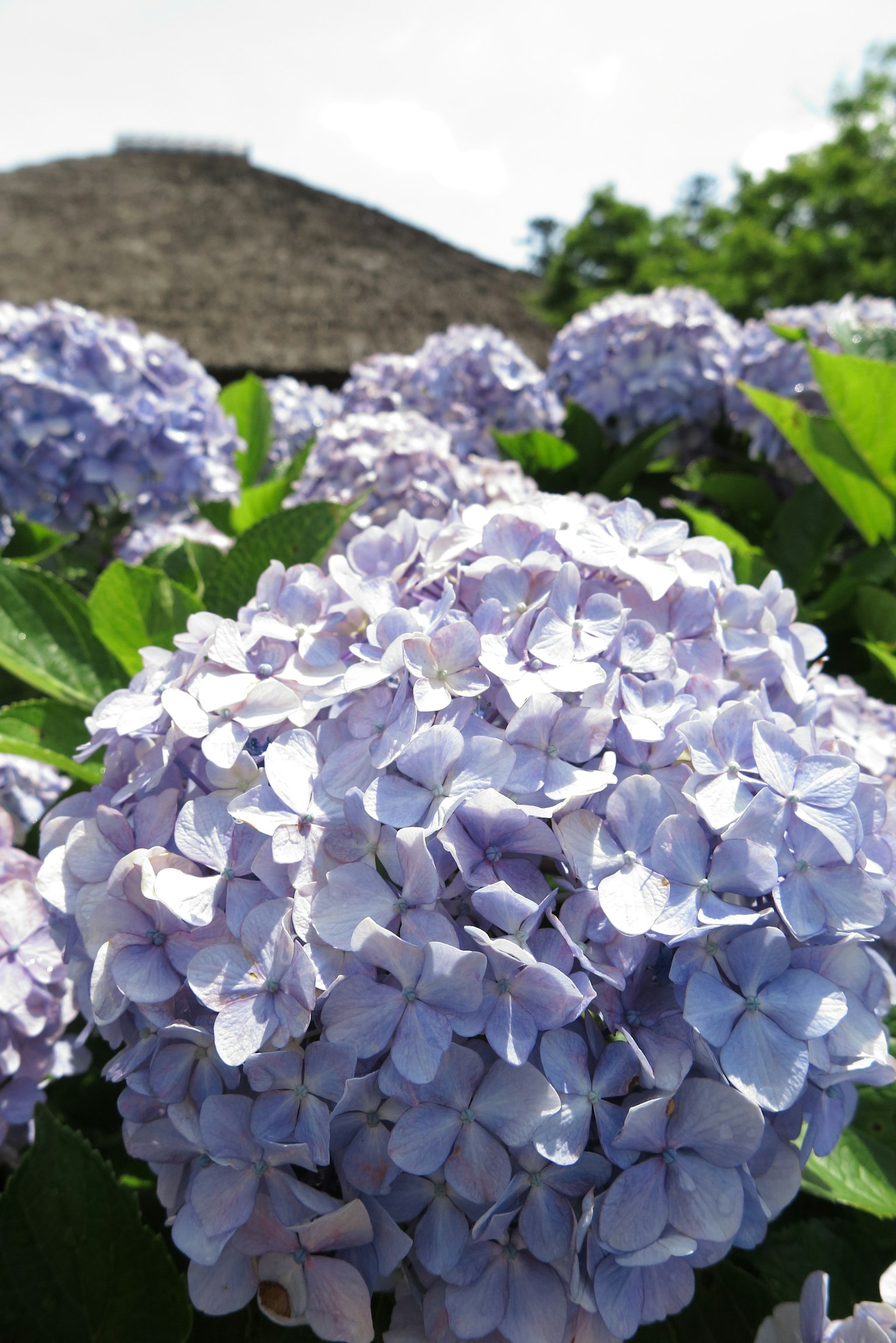 Flores de hortensia en flor rodeadas de hojas verdes en tonos púrpuras suaves