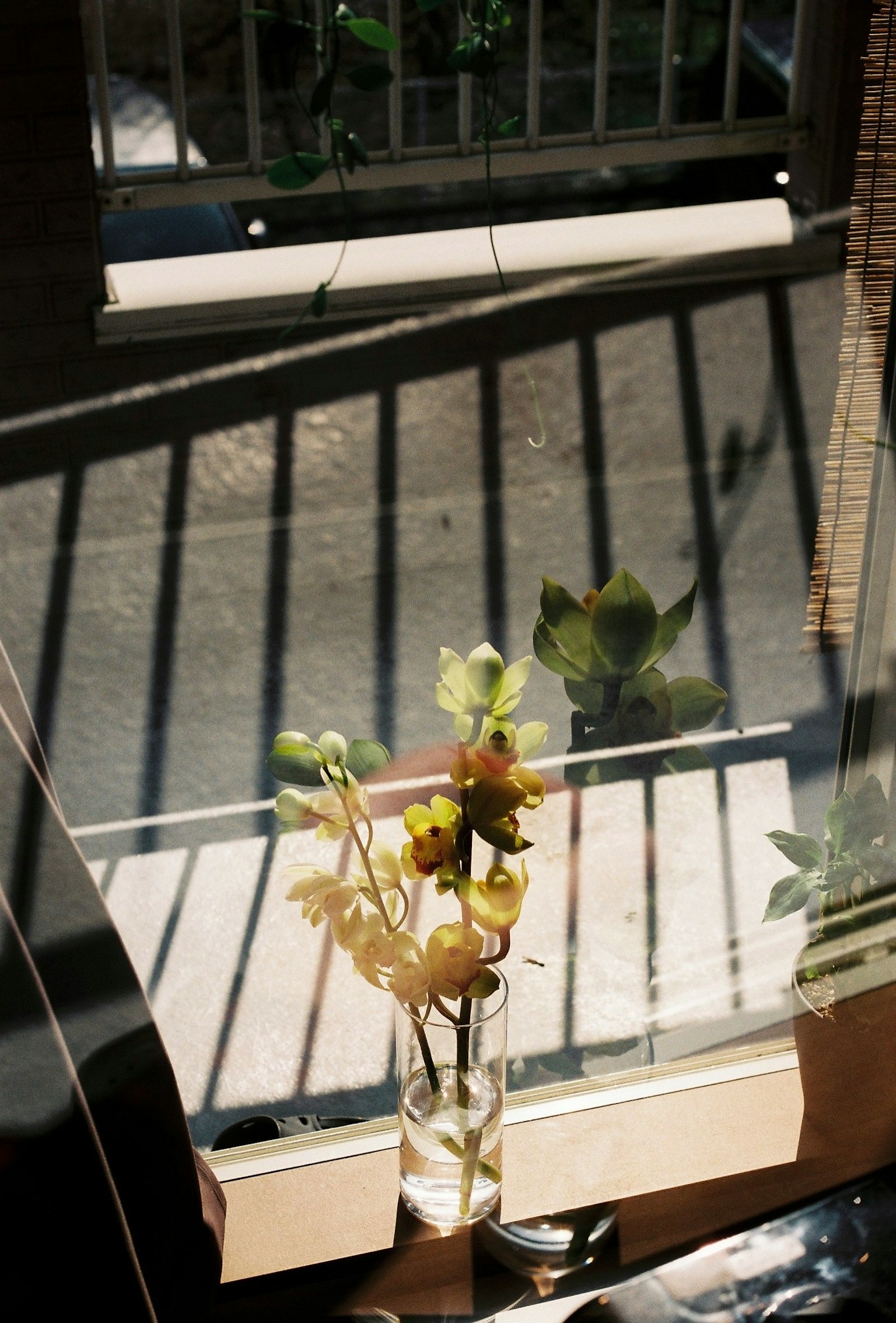 A vase with flowers on a windowsill casting shadows