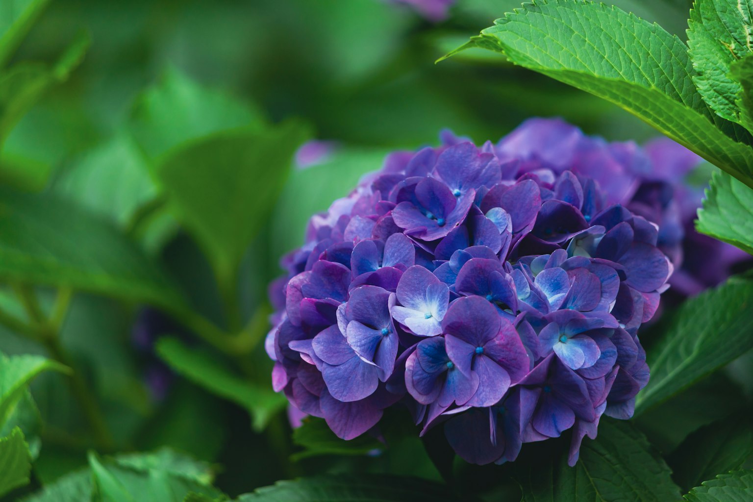 Close-up of a purple hydrangea flower surrounded by green leaves